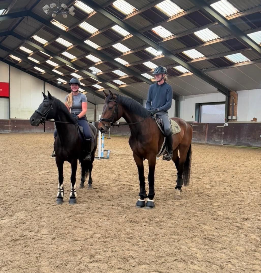 kwpn allrounder ruin 4 år bruin till salu - Foto 5