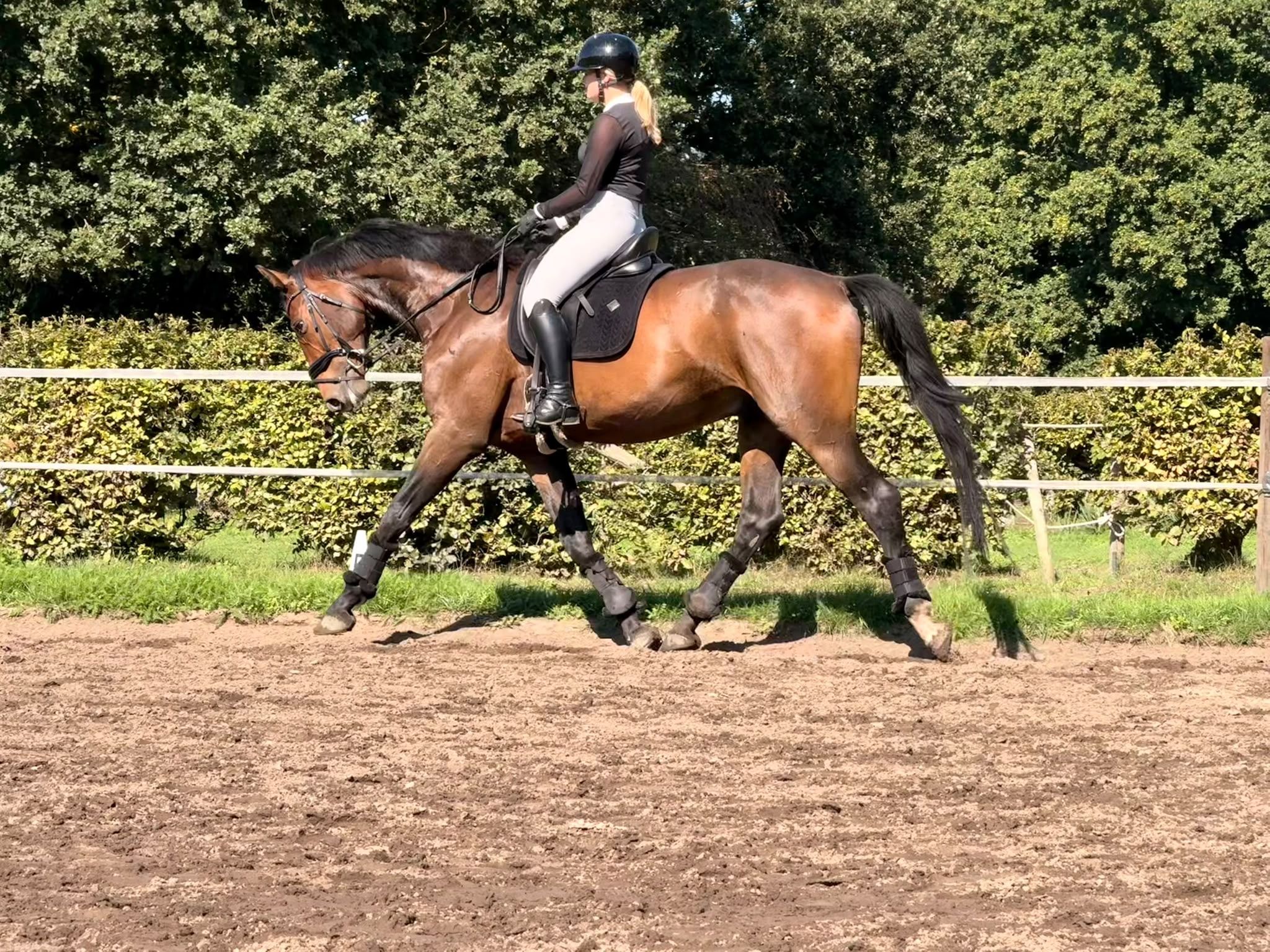 kwpn allrounder ruin 4 år bruin till salu - Foto 2