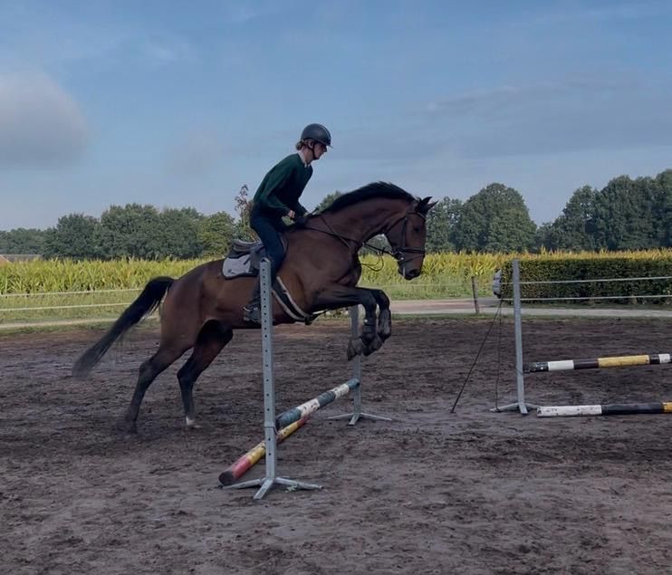 kwpn allrounder ruin 4 år bruin till salu - Foto 6