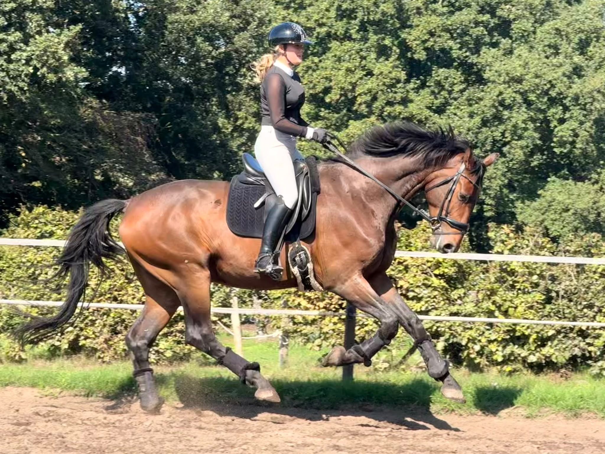 kwpn allrounder ruin 4 år bruin till salu - Foto 3
