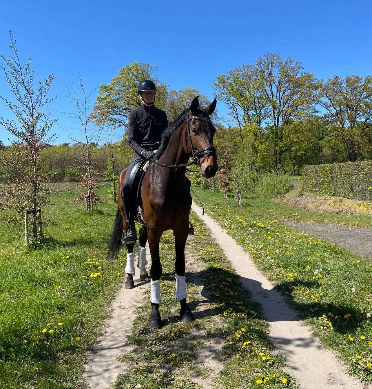 kwpn allrounder ruin 4 år bruin till salu - Foto 4