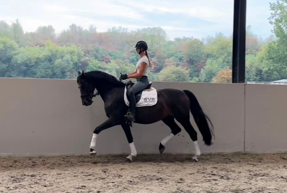 kwpn dressuurpaard merrie 8 years old donkerbruin for sale - Photo 2