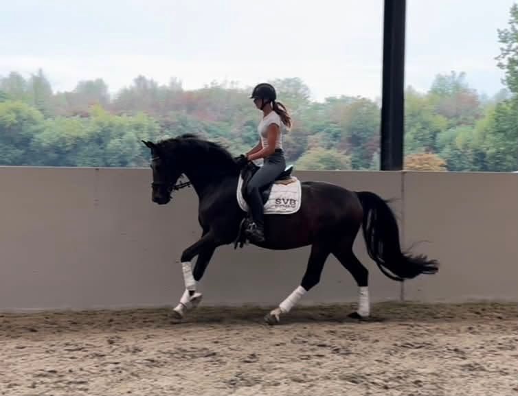 kwpn dressuurpaard merrie 8 years old donkerbruin for sale - Photo 3