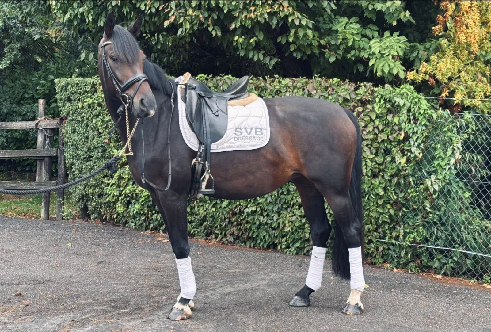 Sweet 8-year-old mare by Eye Catcher