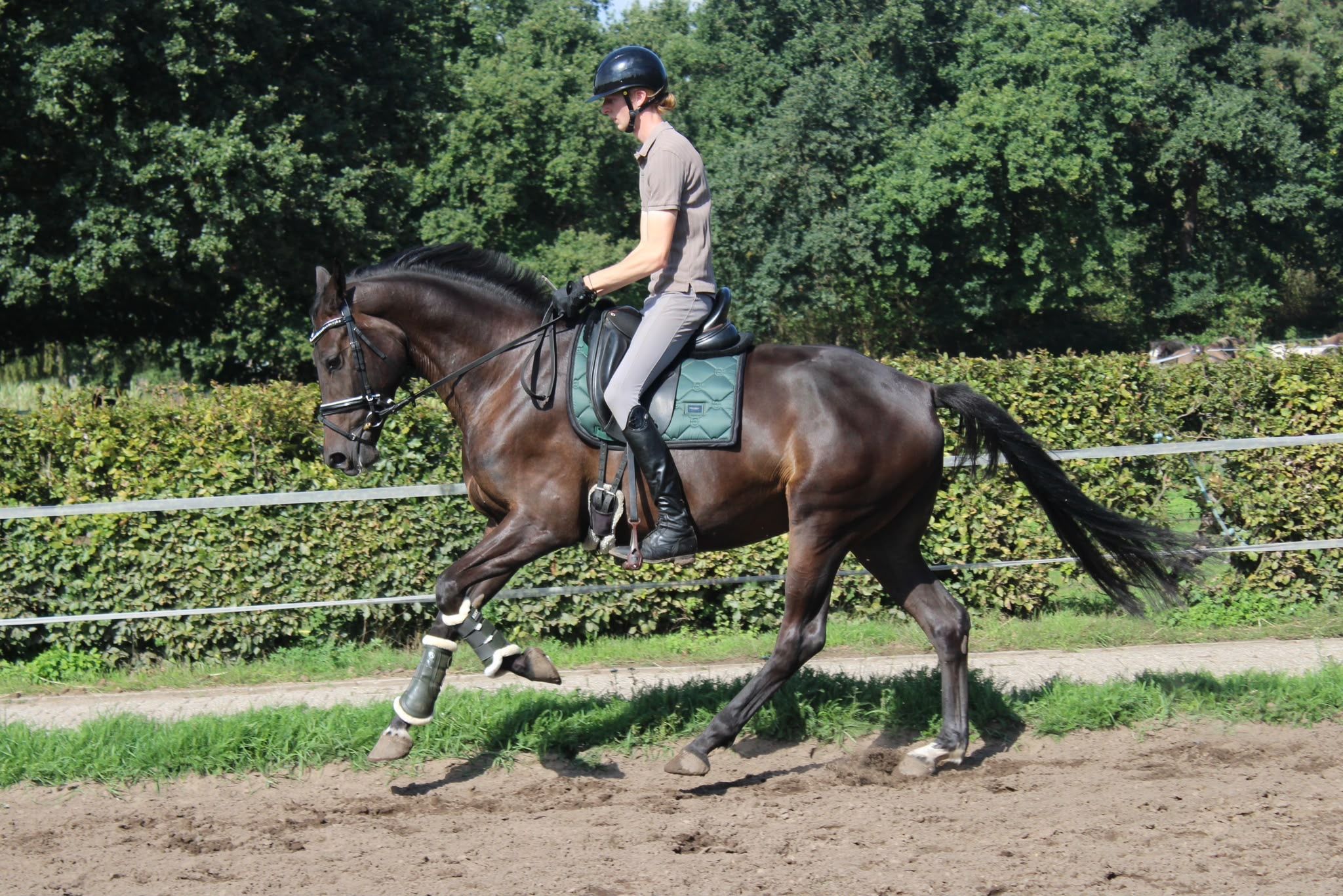 Interesting 3-year-old dressage mare