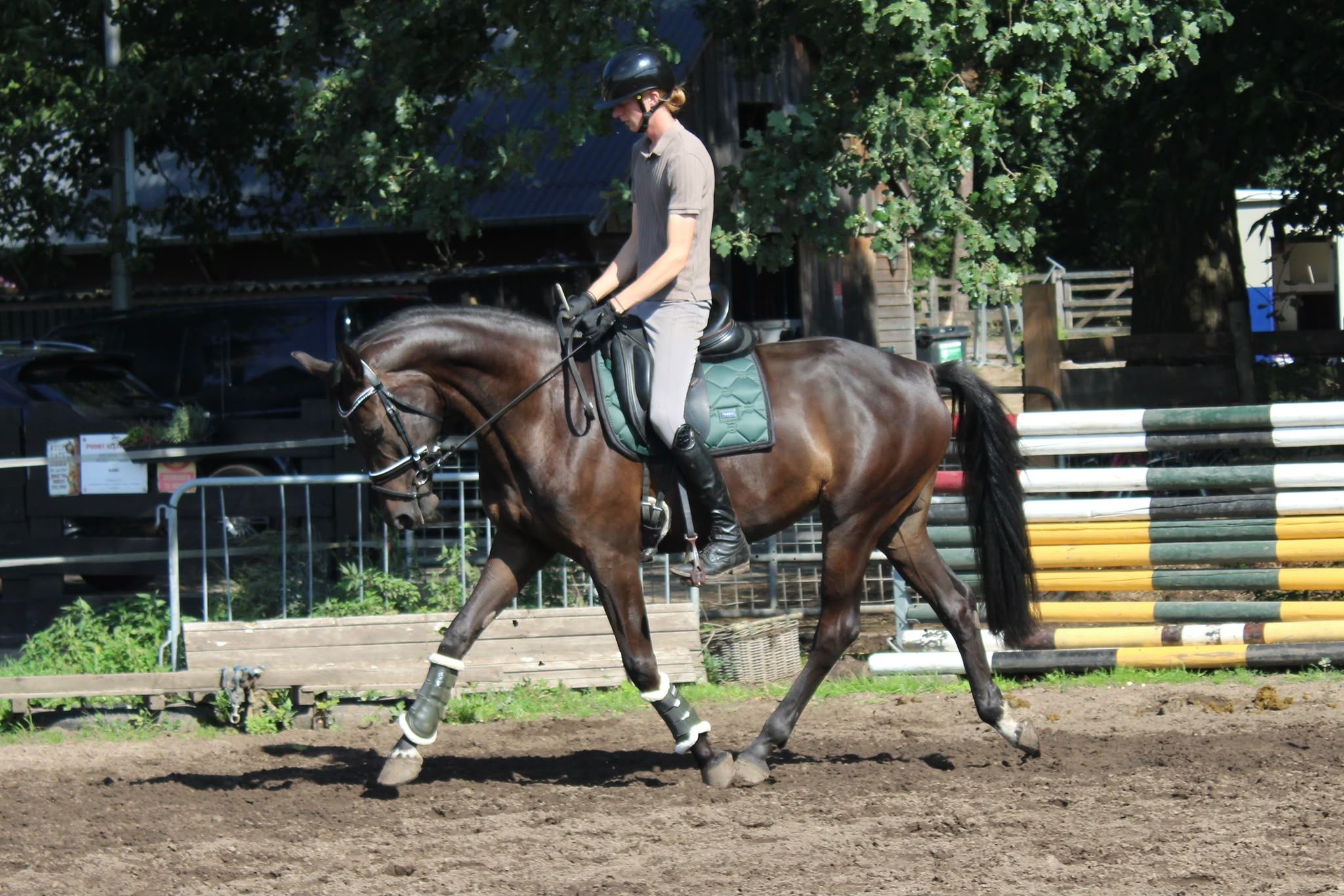 kwpn dressuurpaard merrie 3 años donkerbruin en venta - Foto 3