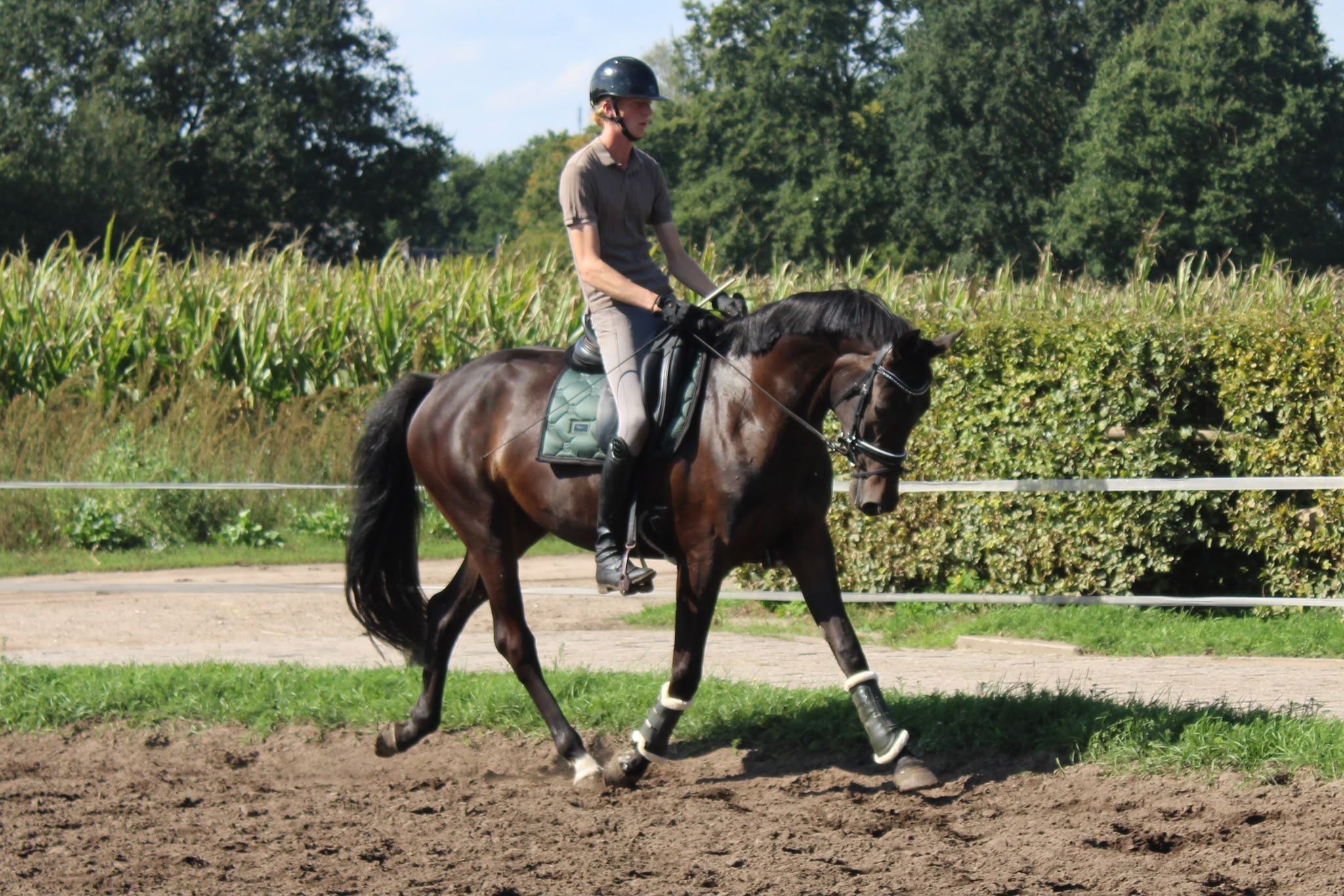 kwpn dressuurpaard merrie 3 años donkerbruin en venta - Foto 4