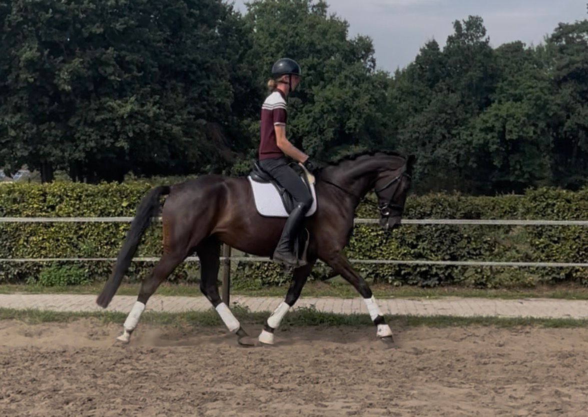 kwpn dressuurpaard merrie 3 años donkerbruin en venta - Foto 5