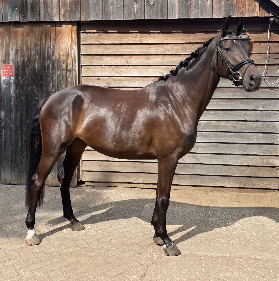 kwpn dressuurpaard merrie 3 años donkerbruin en venta - Foto 6