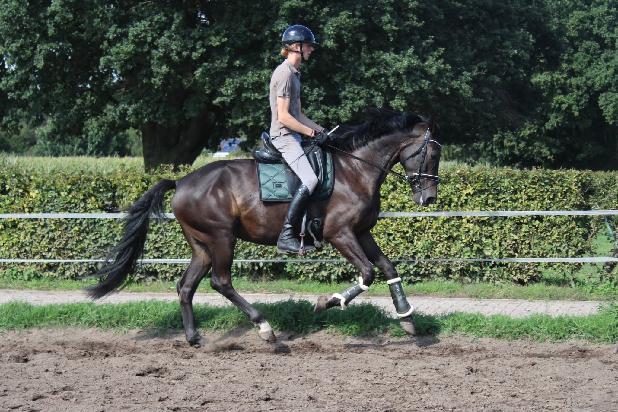 kwpn dressuurpaard merrie 3 años donkerbruin en venta - Foto 2