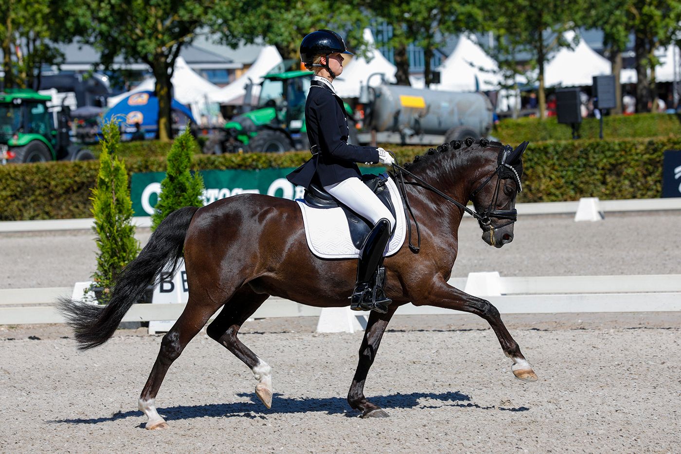duitse-rijpony dressuurpony ruin 11 anos zwart à venda - Foto 2
