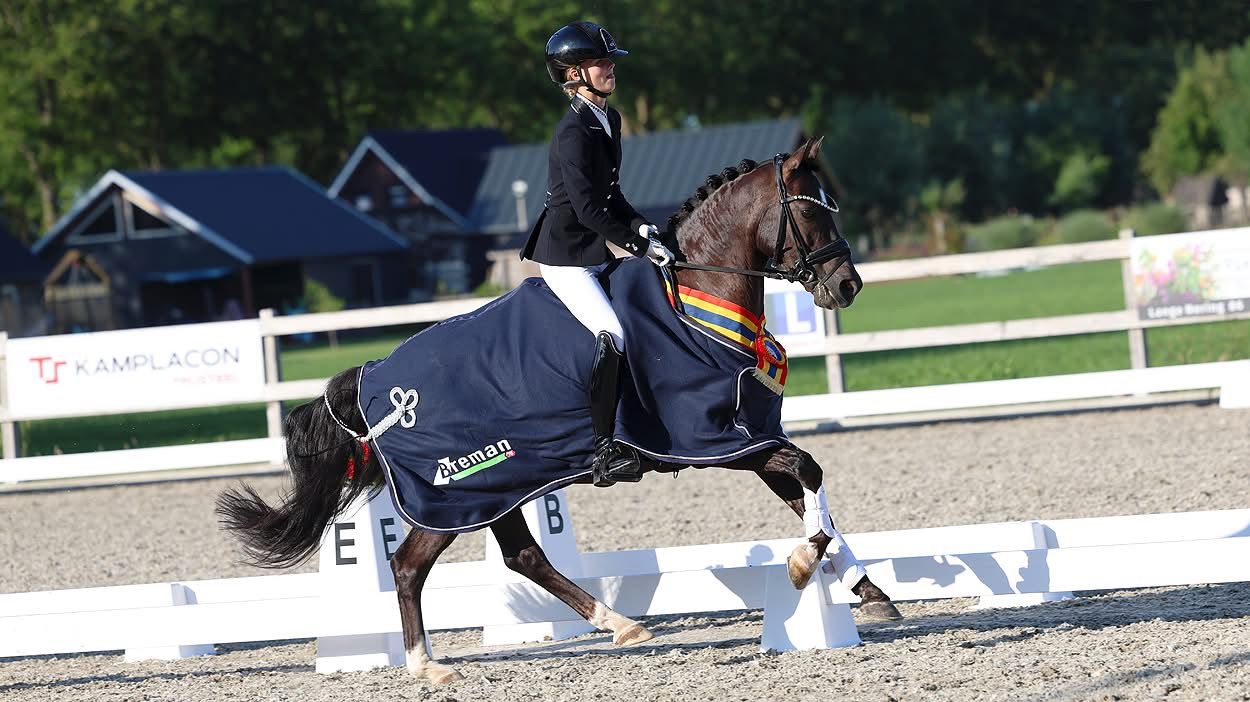 duitse-rijpony dressuurpony ruin 11 anos zwart à venda - Foto 3