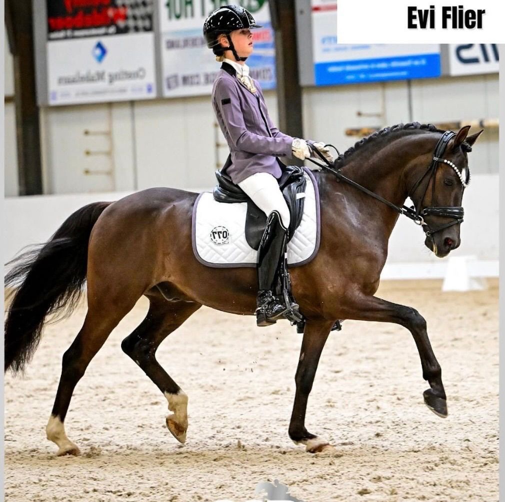 duitse-rijpony dressuurpony ruin 11 anos zwart à venda - Foto 4
