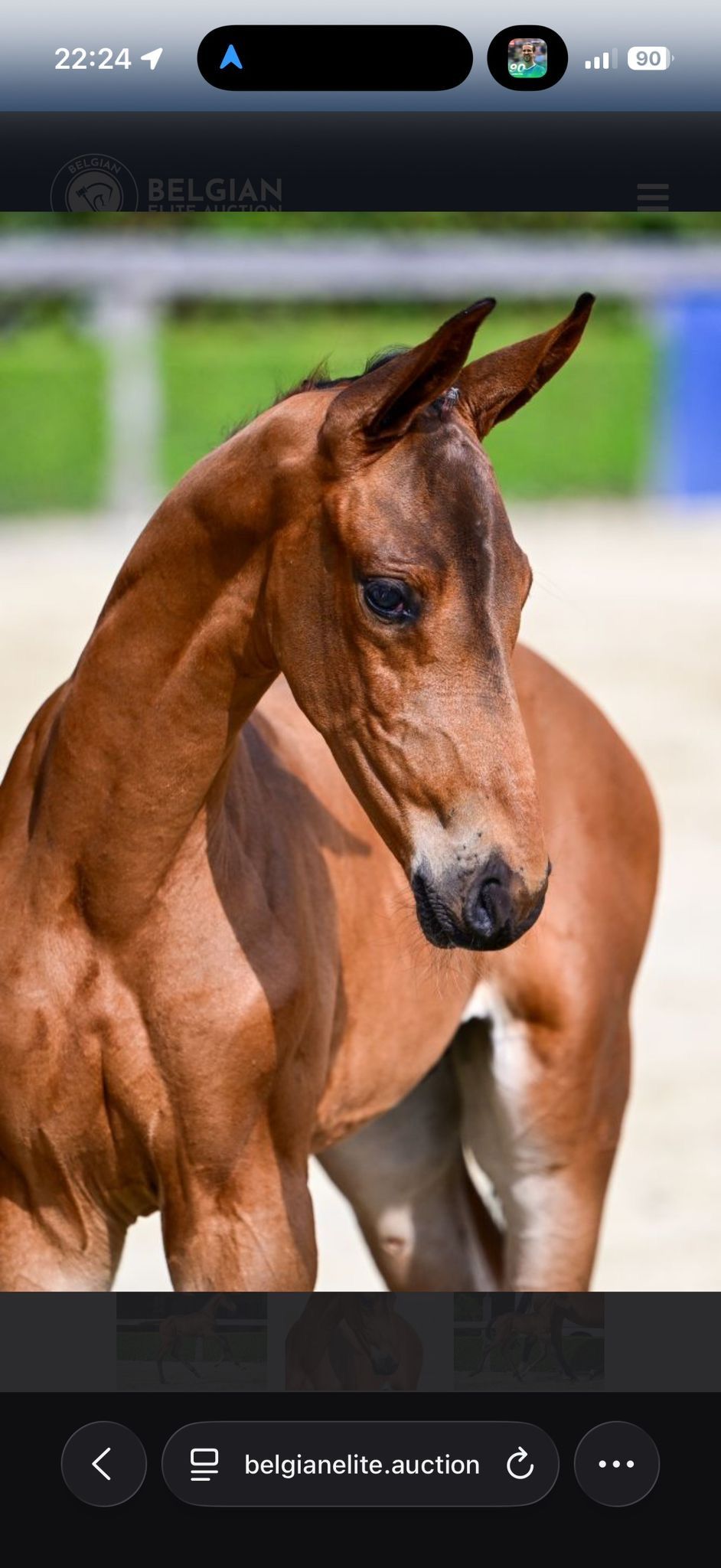 Bamako de Muze colt