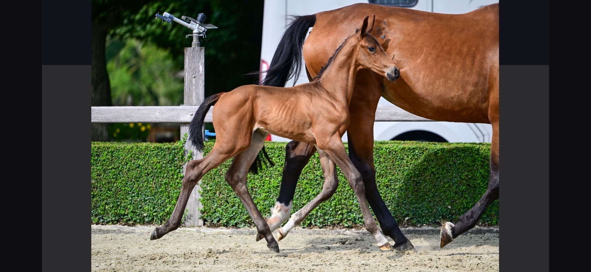 zangersheide springpaard hengst 0 years old bruin for sale - Photo 3