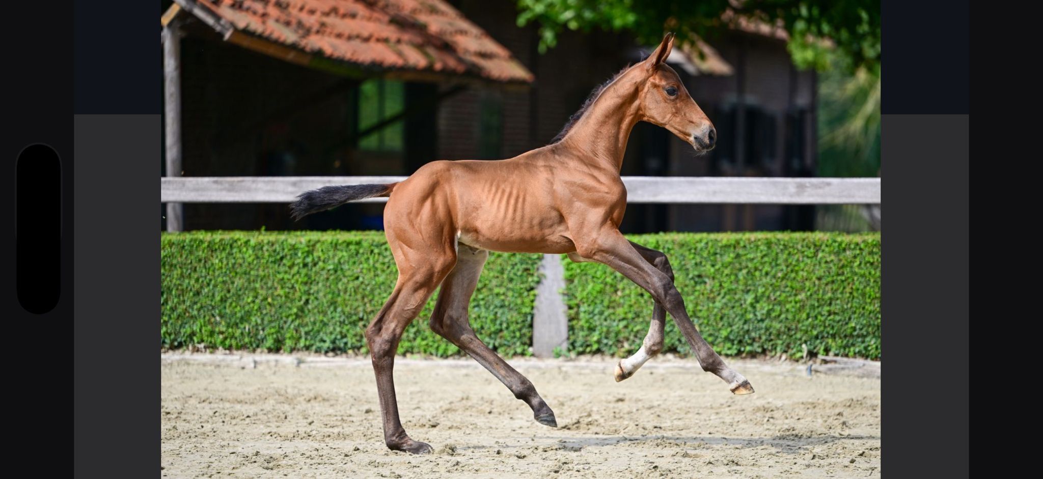 zangersheide springpaard hengst 0 years old bruin for sale - Photo 2