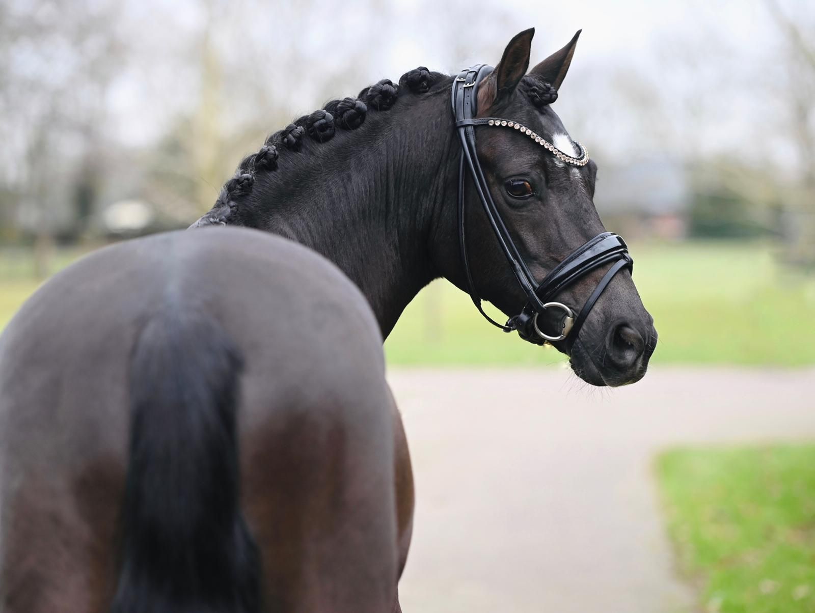 duitse-rijpony dressuurpony ruin 11 anos zwart à venda - Foto 6