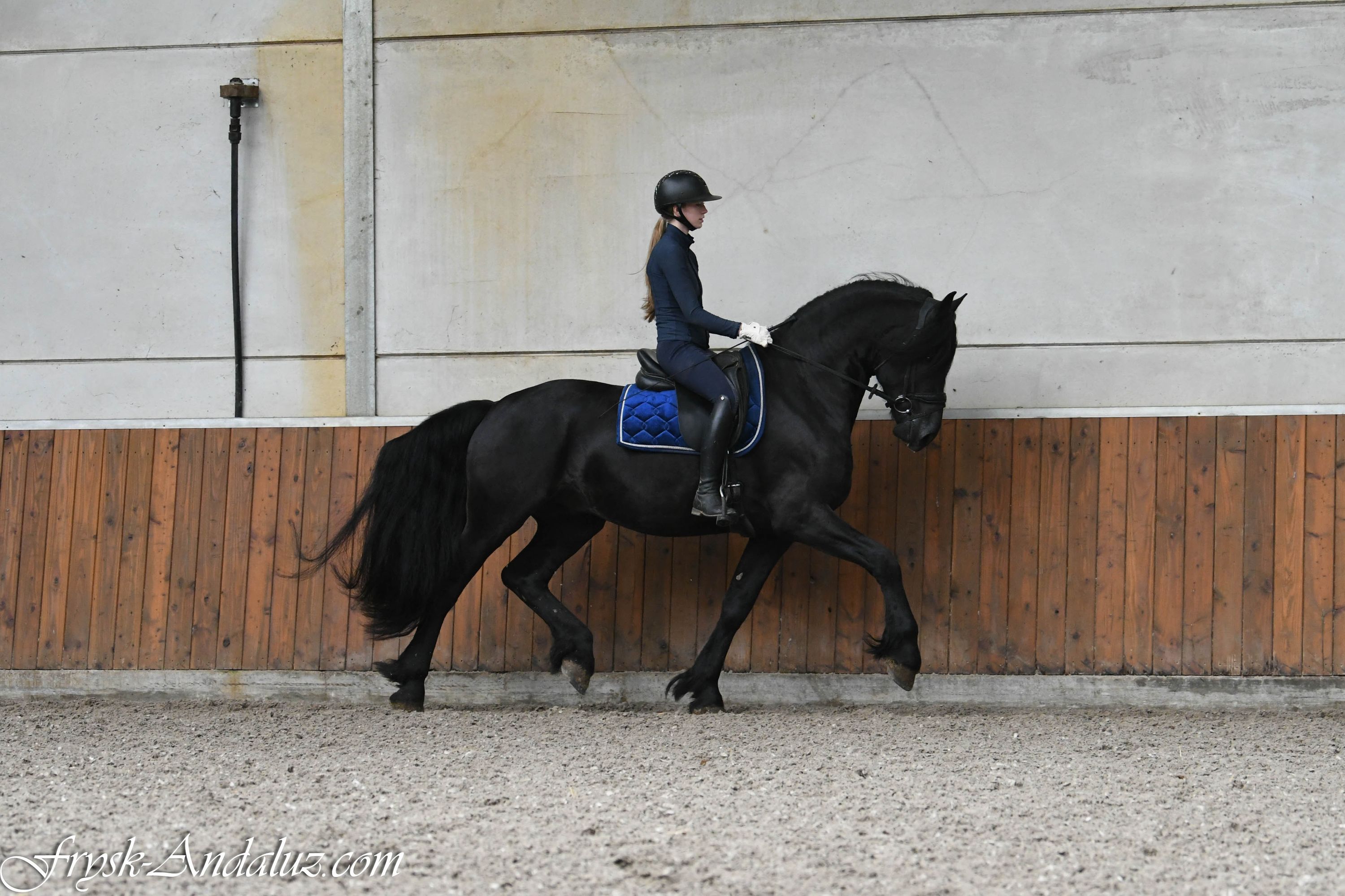 fries hengst 4 år zwart till salu - Foto 3
