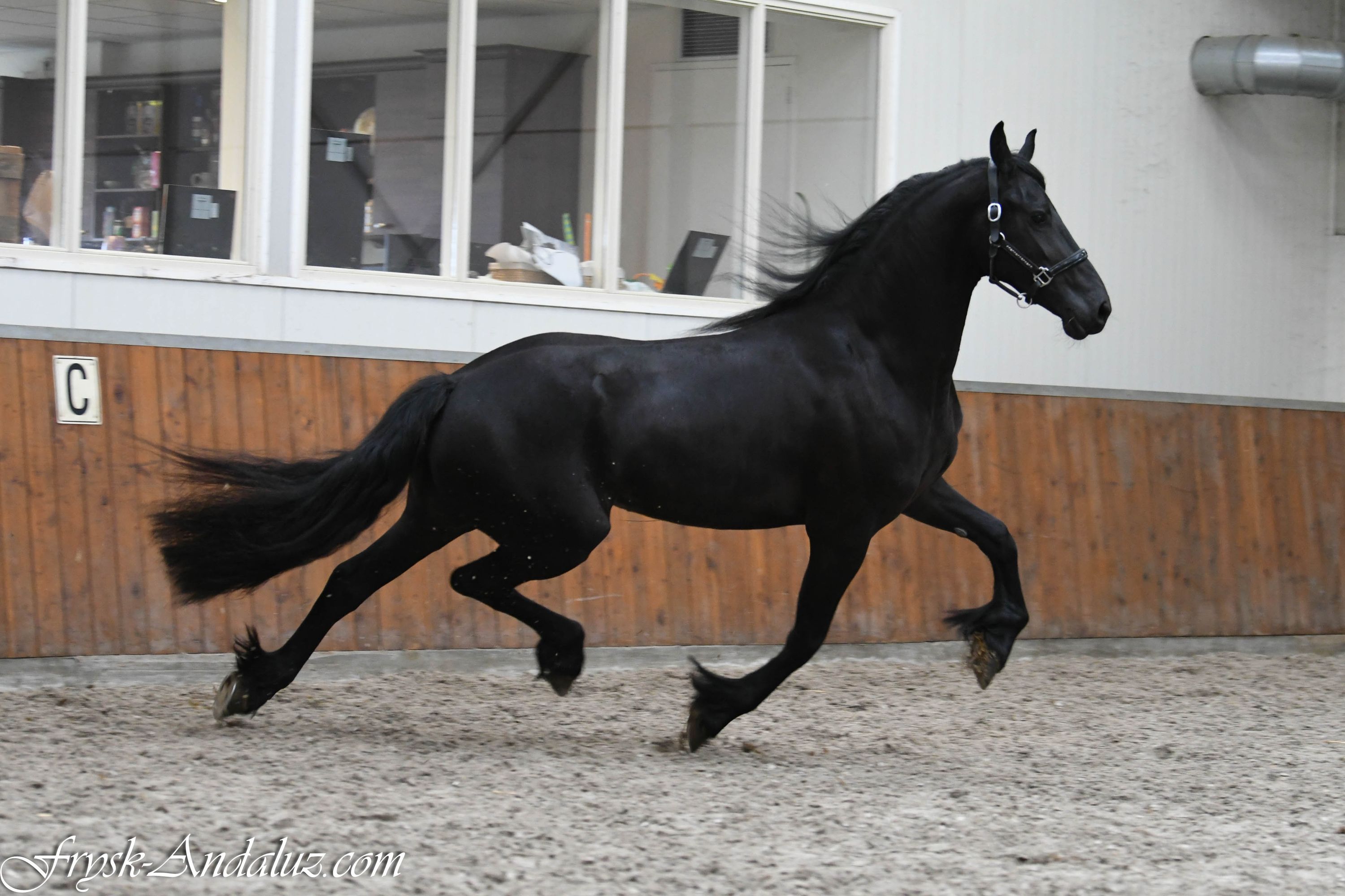 fries merrie 3 år zwart till salu - Foto 4