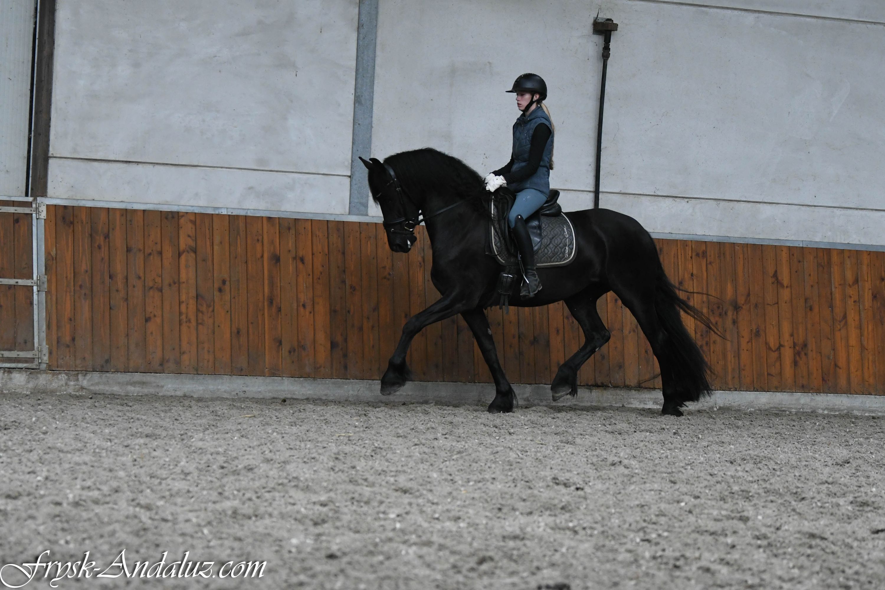 dressuurpaard merrie 3 år zwart till salu - Foto 4