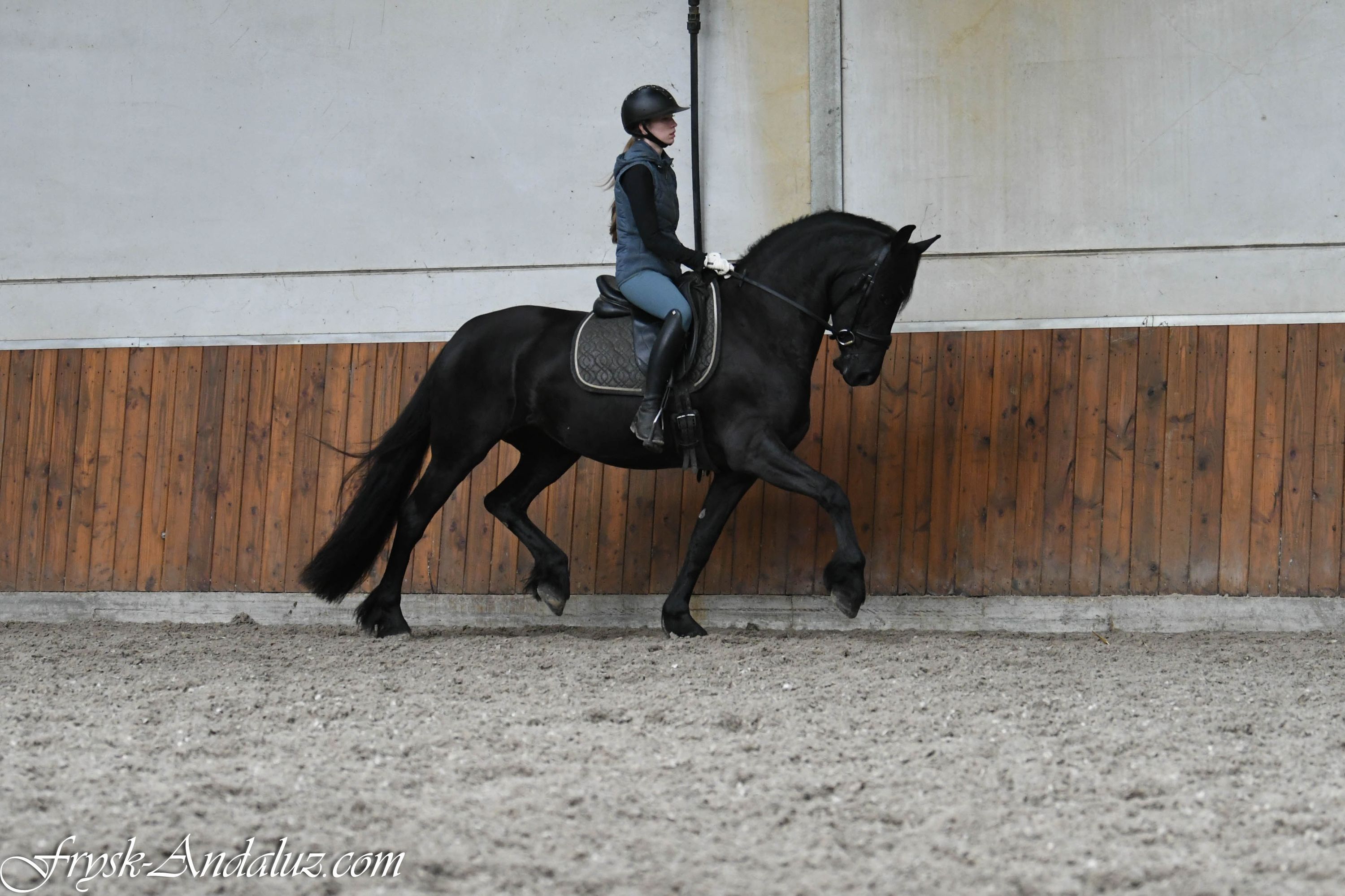 dressuurpaard merrie 3 år zwart till salu - Foto 5