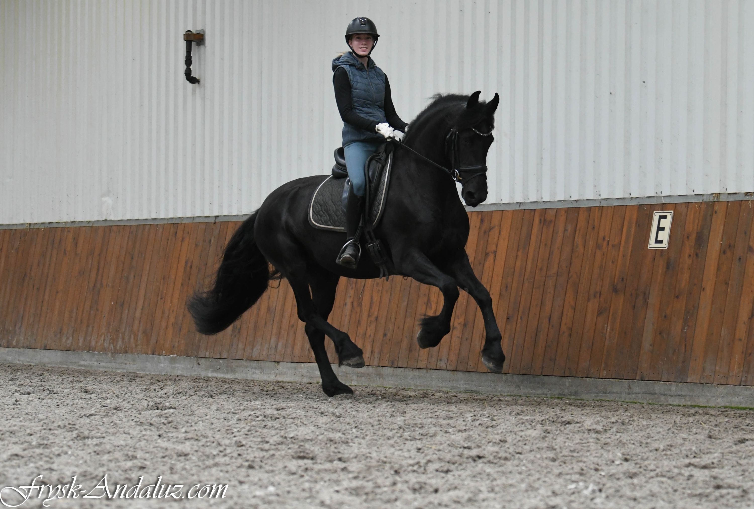 dressuurpaard merrie 3 år zwart till salu - Foto 2