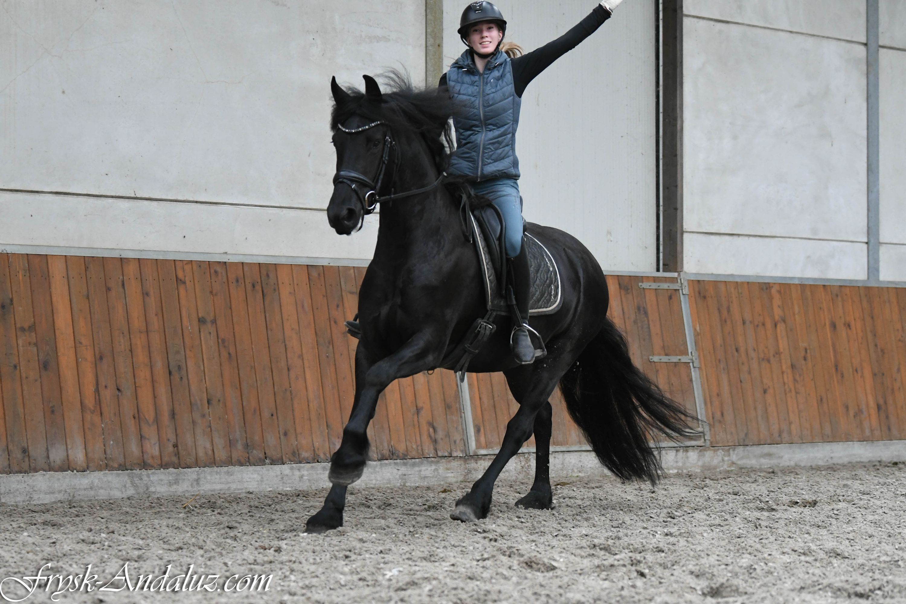 dressuurpaard merrie 3 år zwart till salu - Foto 6