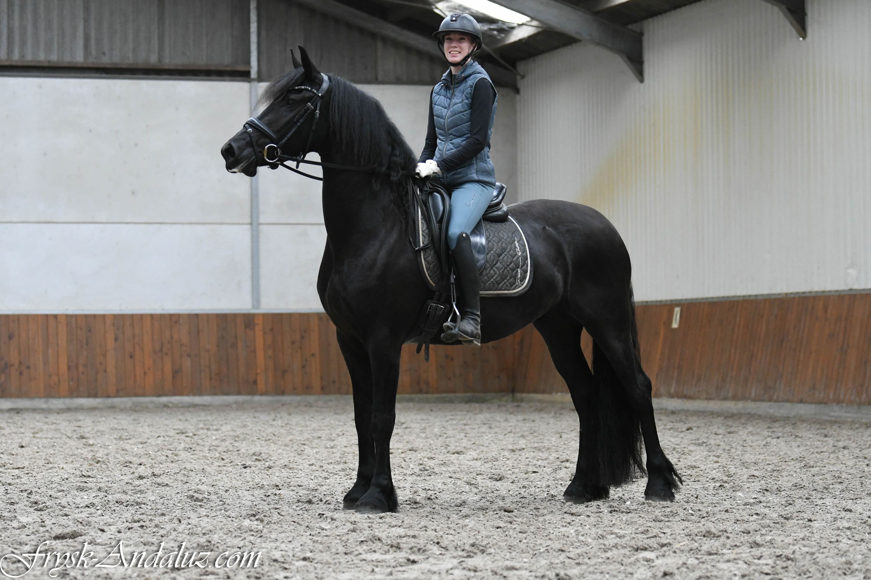 dressuurpaard merrie 3 år zwart till salu - Foto 3