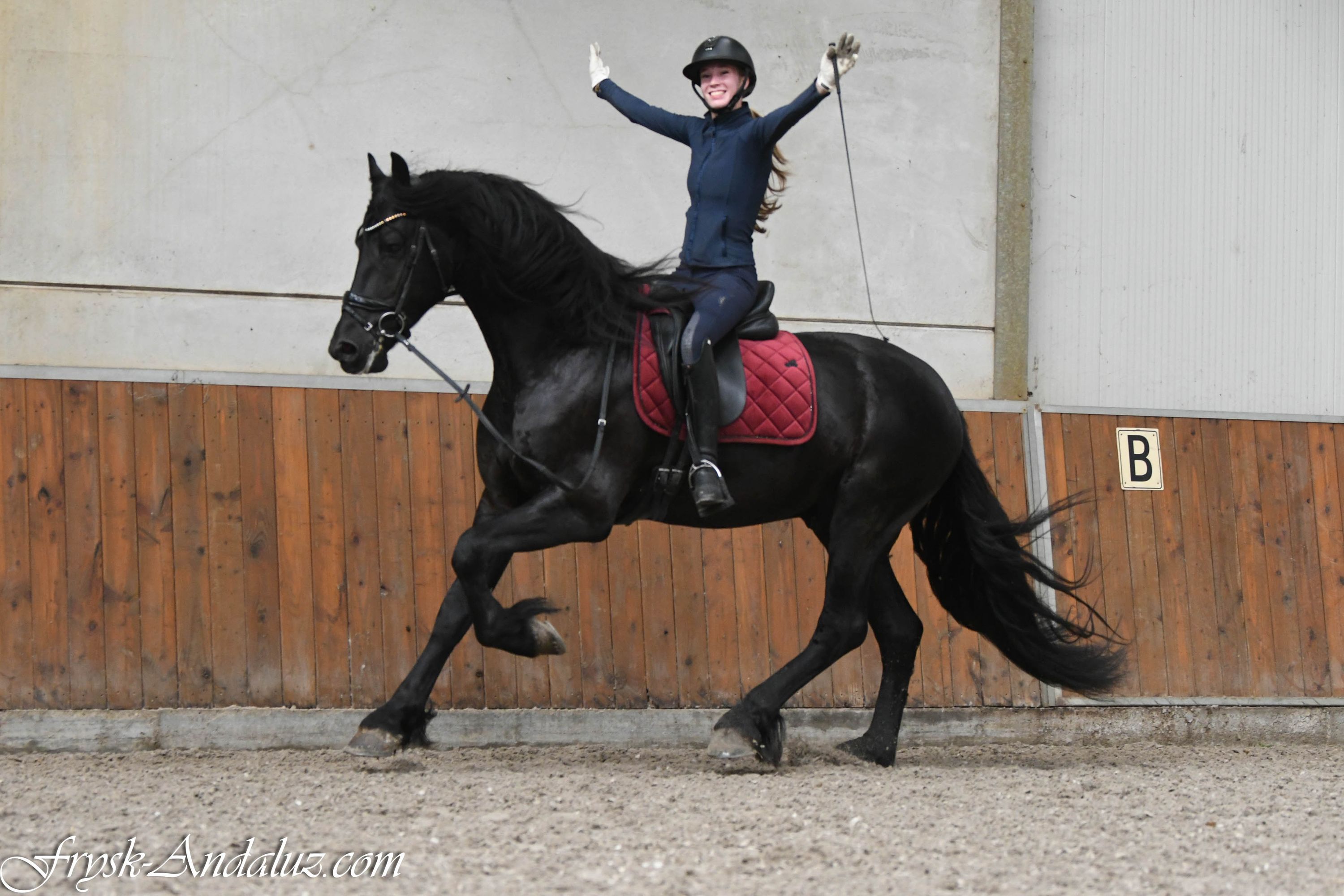 dressuurpaard hengst 3 år zwart till salu - Foto 3