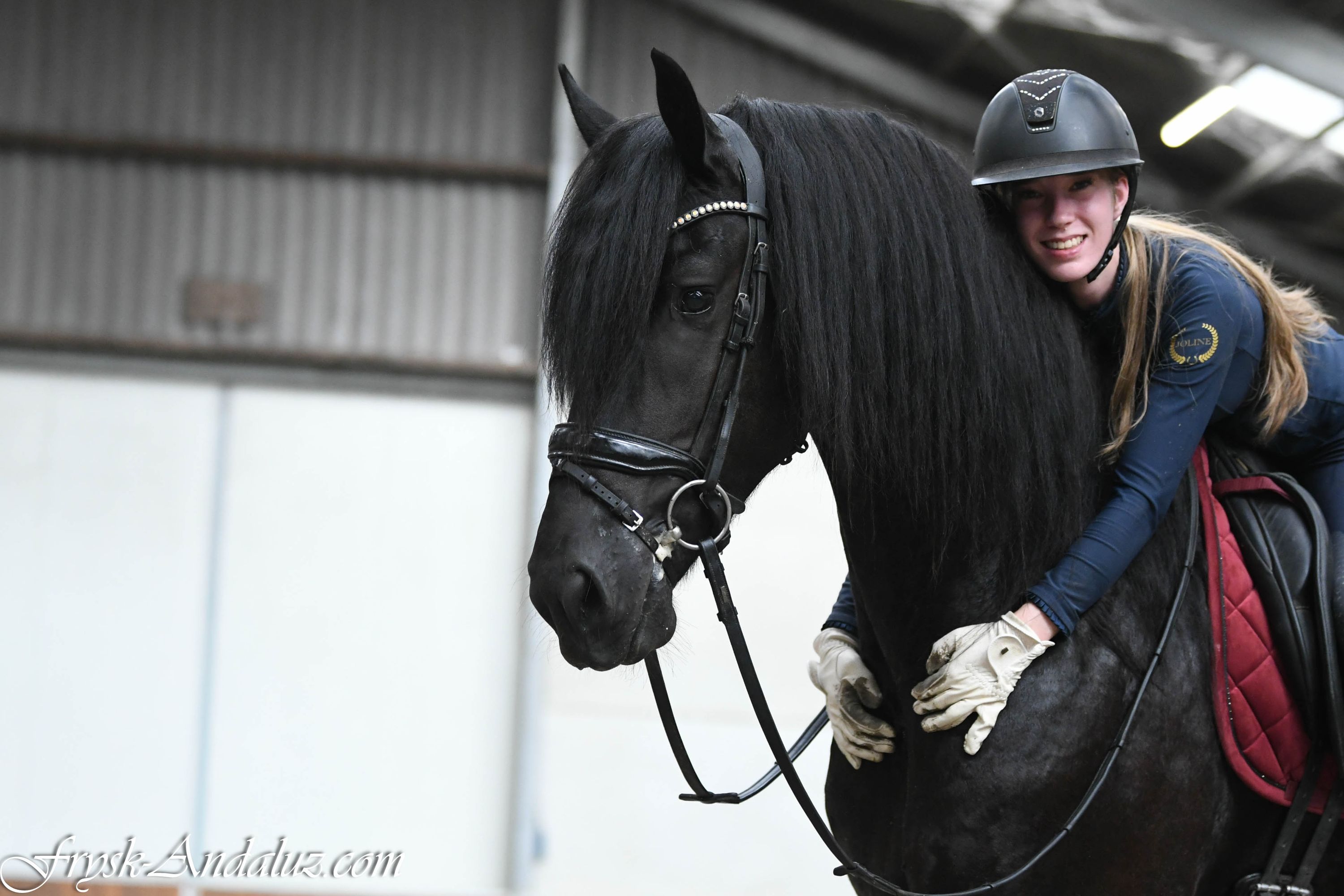 dressuurpaard hengst 3 år zwart till salu - Foto 4