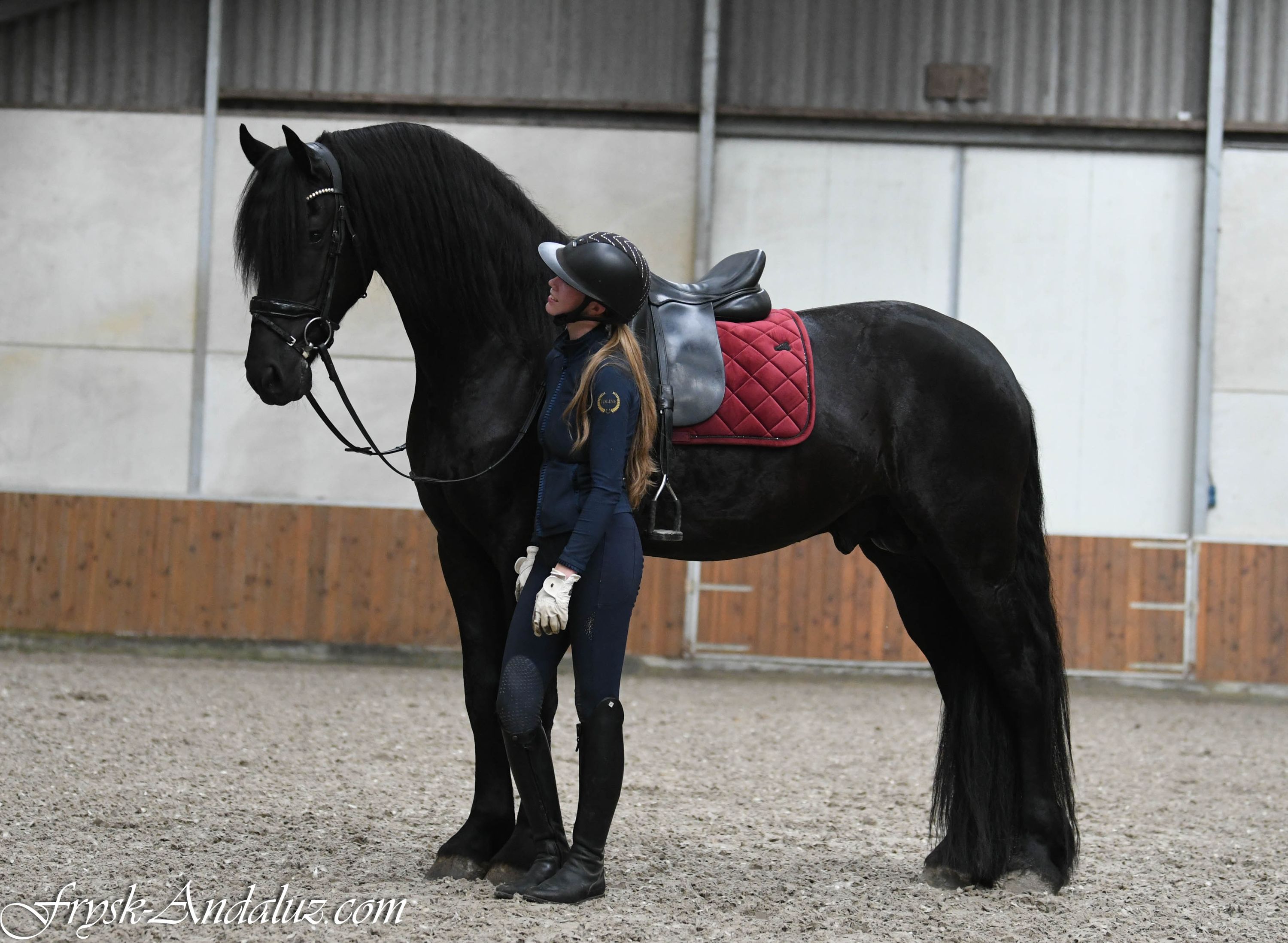 Frisisk dressyrhäst