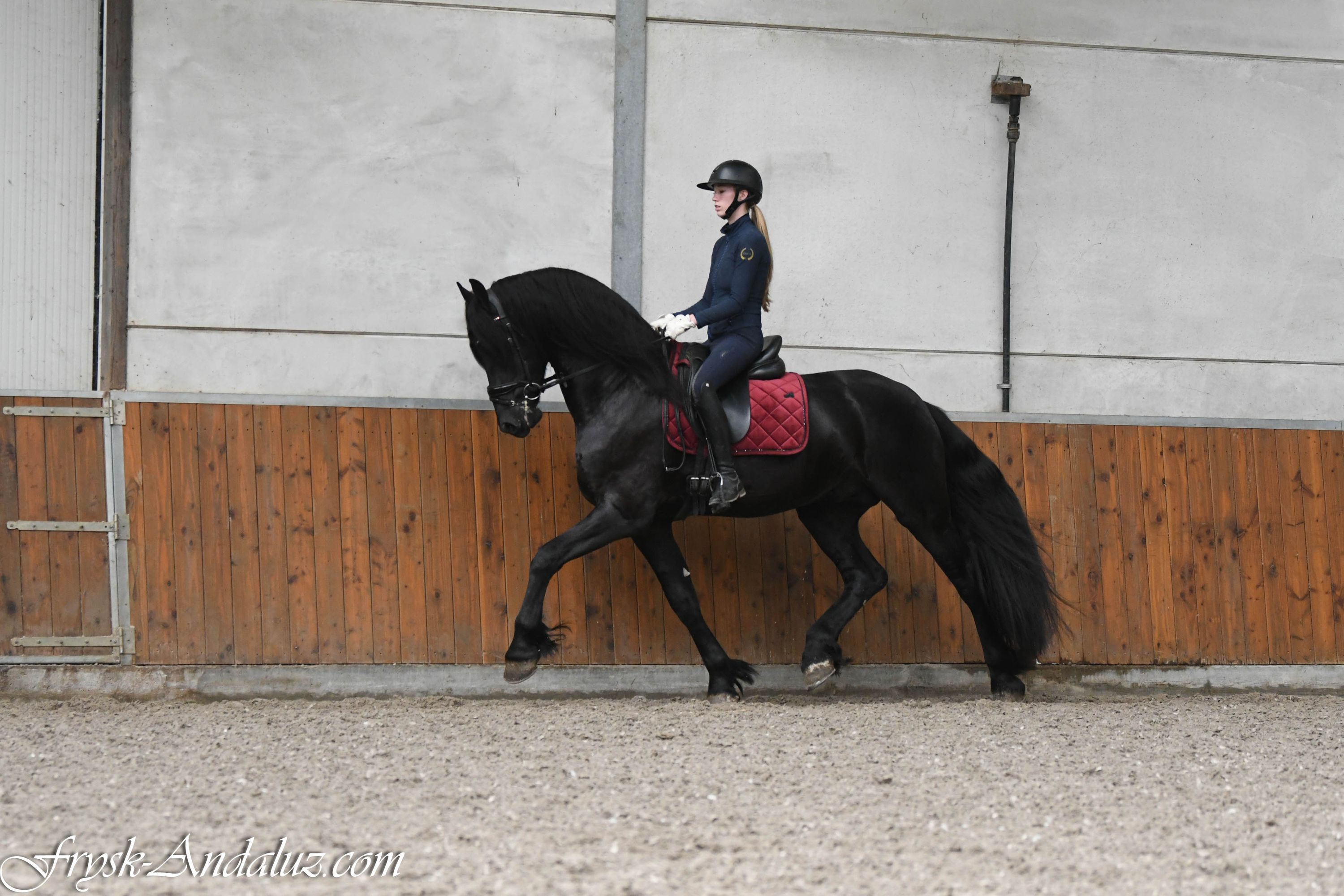 dressuurpaard hengst 3 år zwart till salu - Foto 2