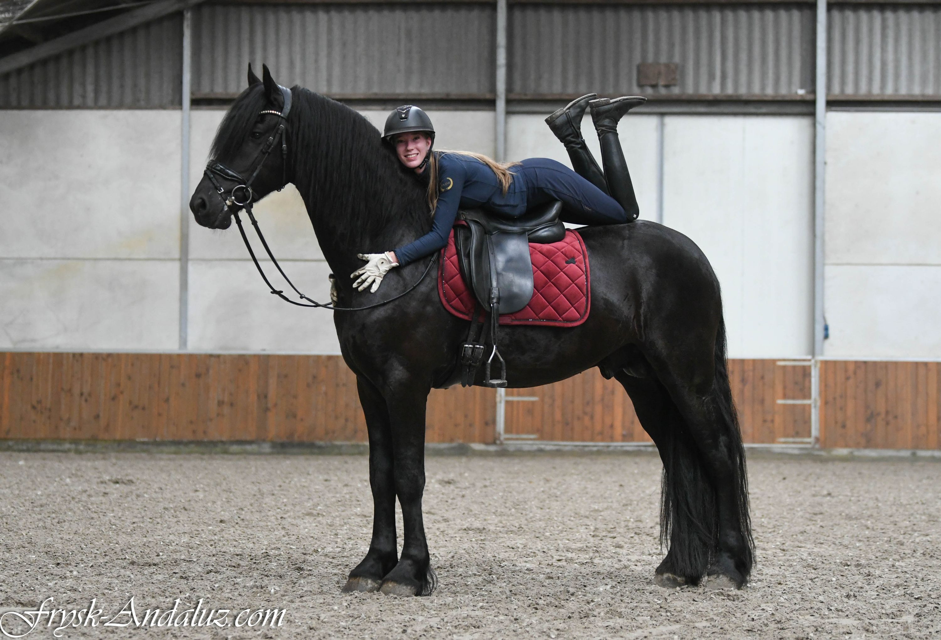 dressuurpaard hengst 3 år zwart till salu - Foto 5