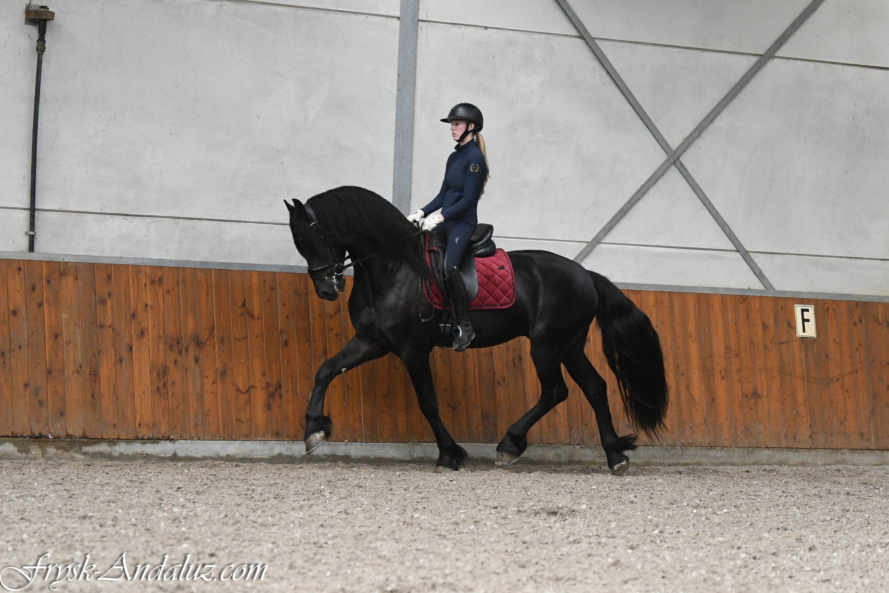 dressuurpaard hengst 3 år zwart till salu - Foto 6