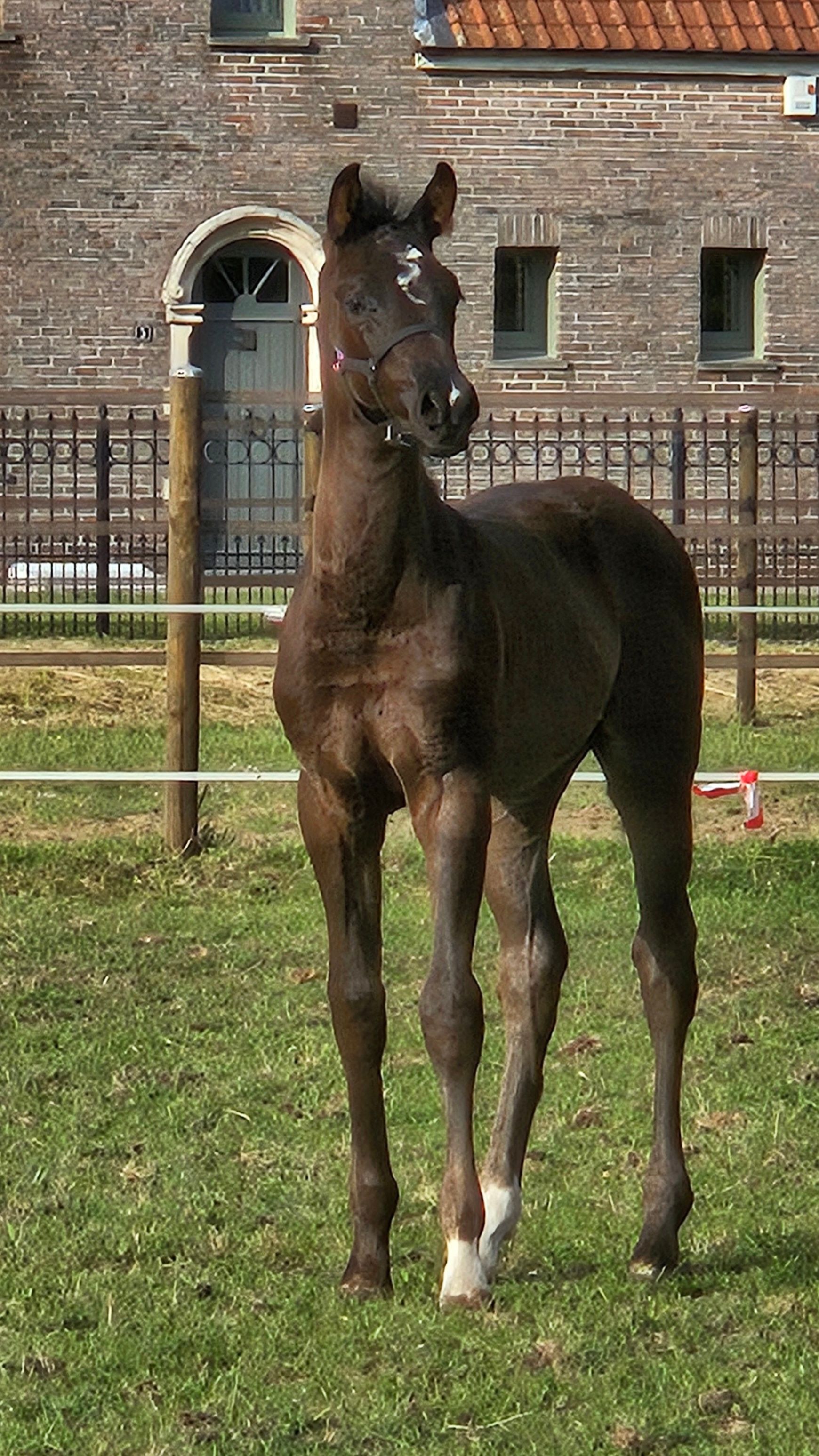 kwpn dressuurpaard merrie 4 år till salu - Foto 2