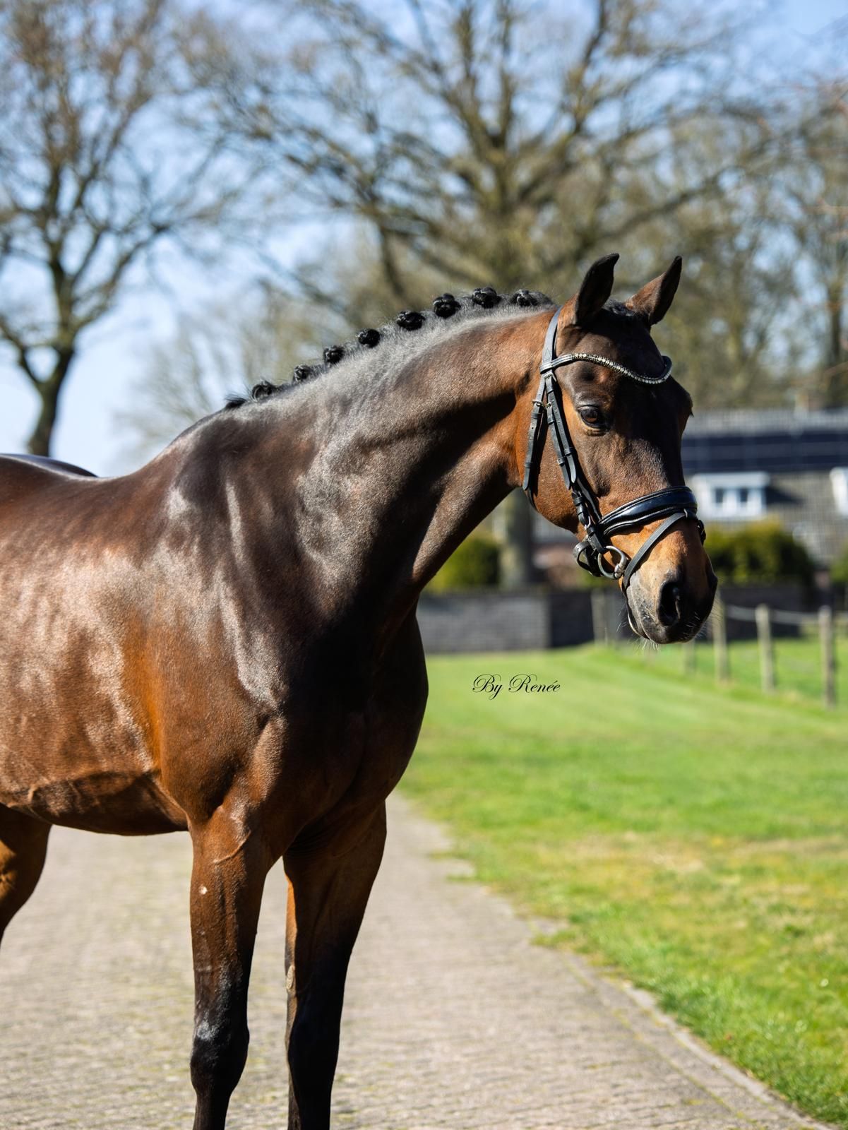 kwpn dressuurpaard ruin 12 jaar bruin te koop - Foto 2
