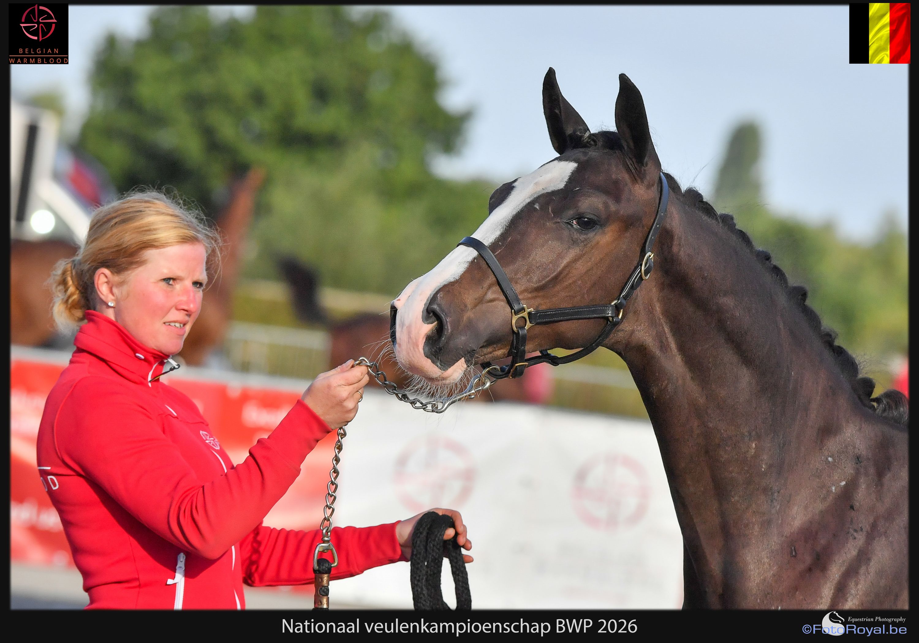bwp dressuurpaard hengst 0 Jahre alt zwart zu verkaufen - Foto 2