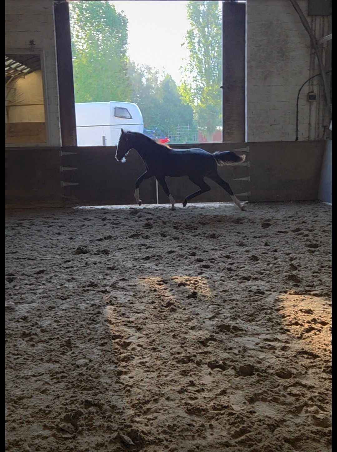 bwp dressuurpaard hengst 0 Jahre alt zwart zu verkaufen - Foto 4
