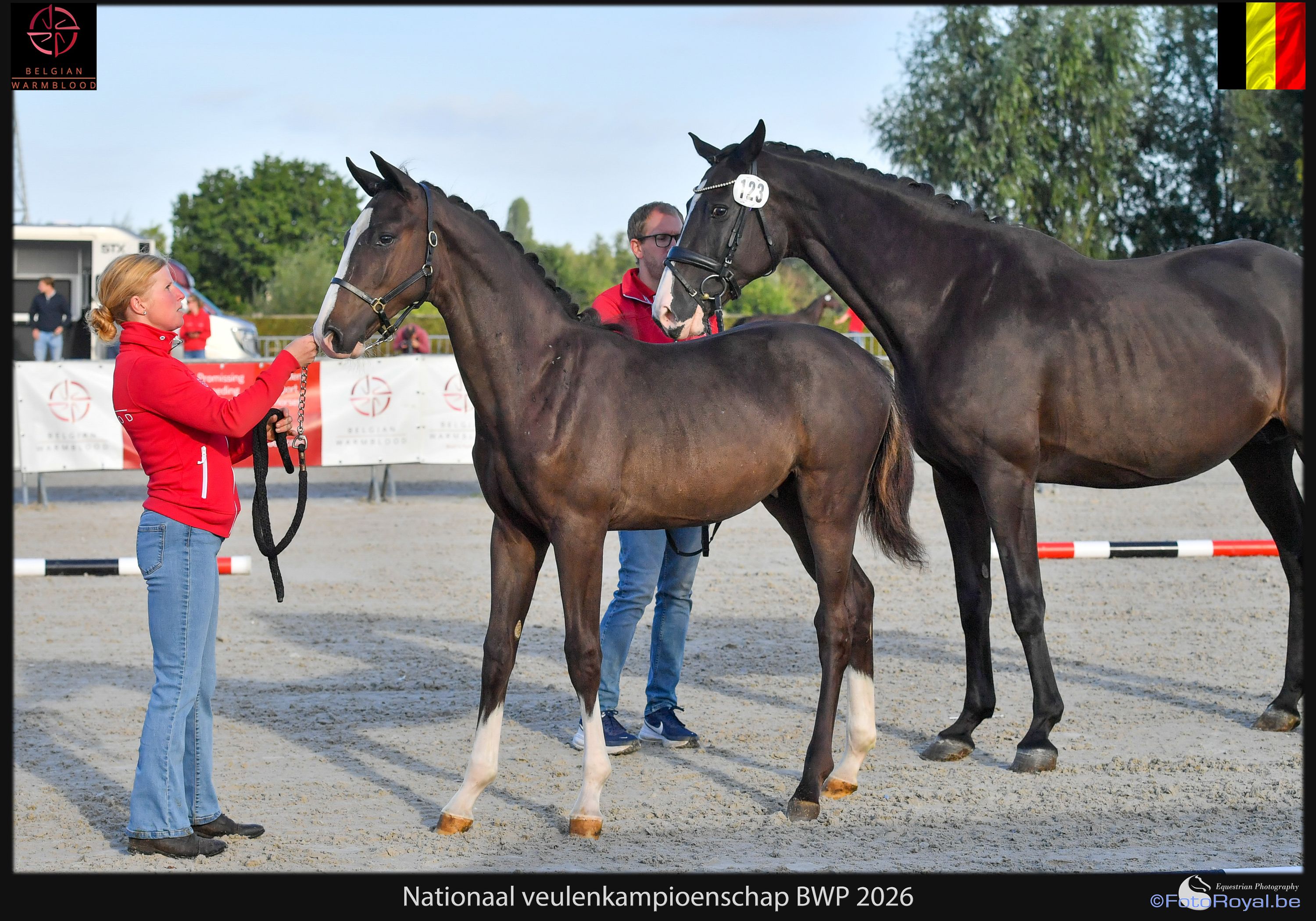 bwp dressuurpaard hengst 0 Jahre alt zwart zu verkaufen - Foto 3