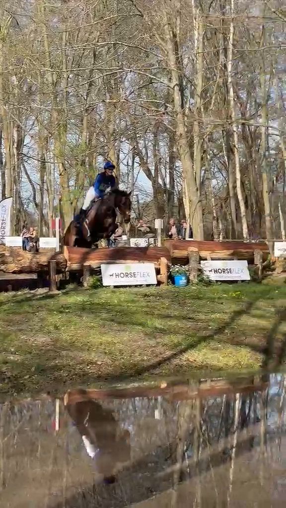 volbloed eventingpaard ruin 10 سنوات bruin للبيع - صورة 3