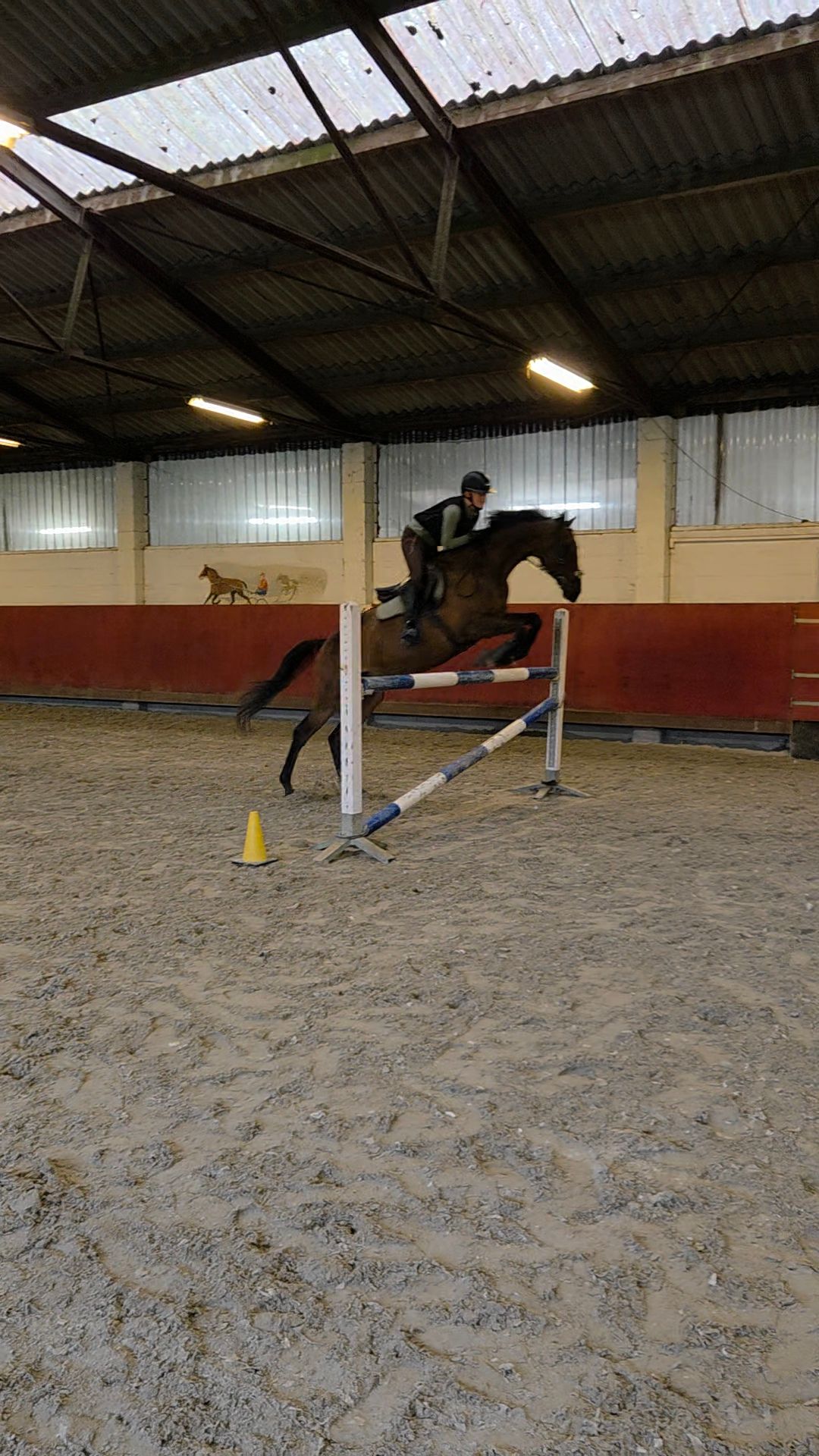 volbloed eventingpaard ruin 10 سنوات bruin للبيع - صورة 4