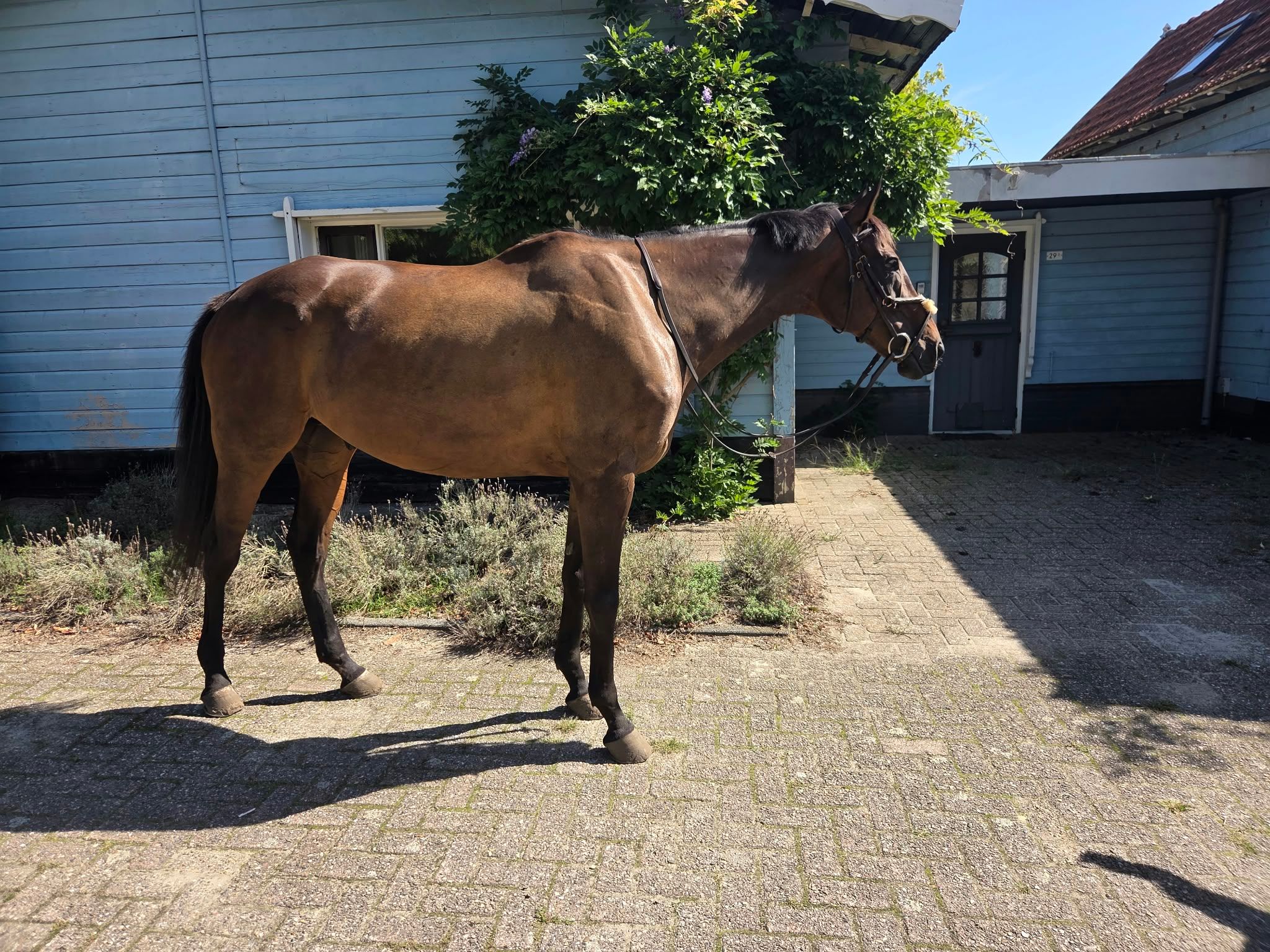 volbloed eventingpaard ruin 10 سنوات bruin للبيع - صورة 5