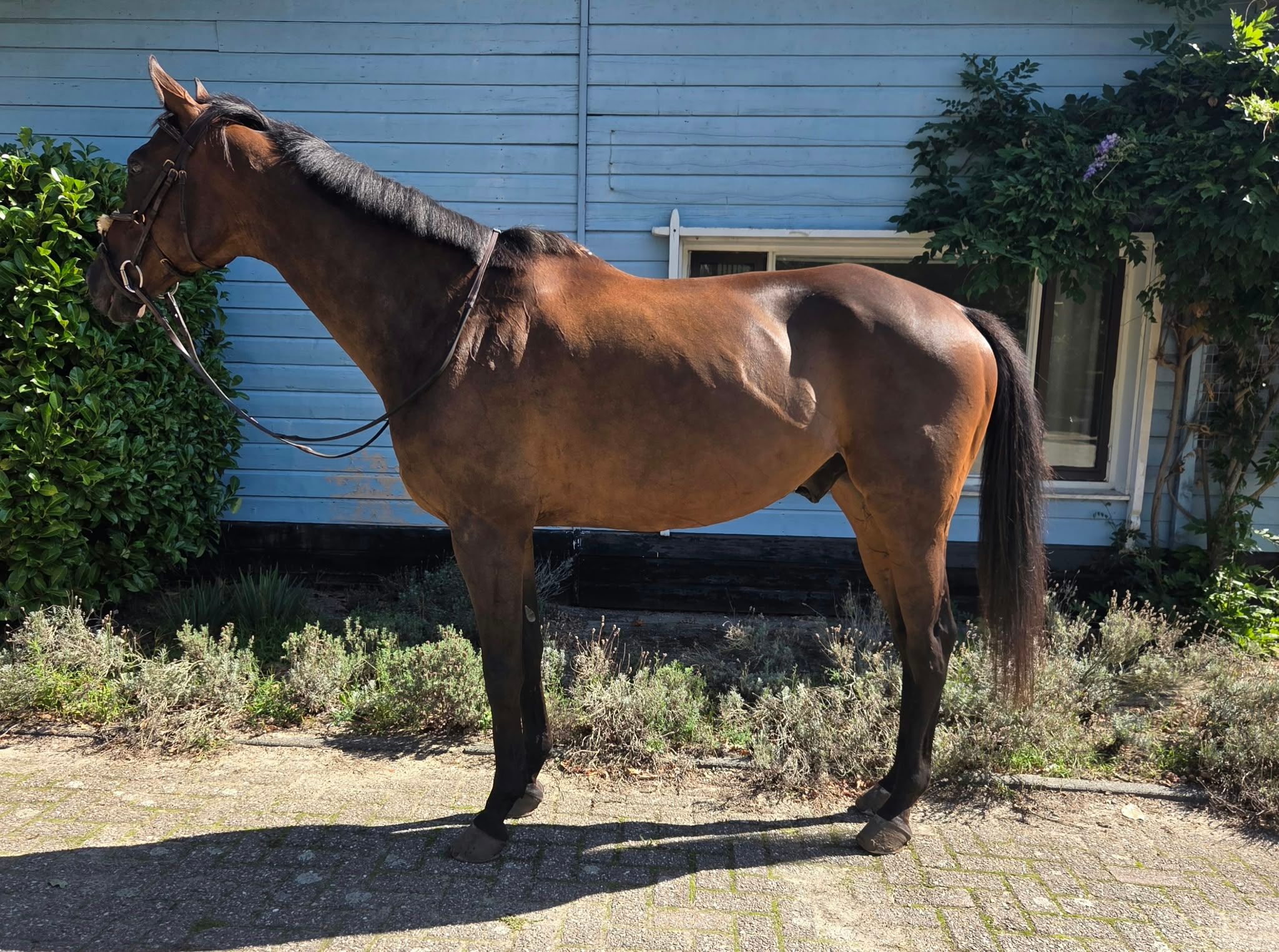 volbloed eventingpaard ruin 10 سنوات bruin للبيع - صورة 2