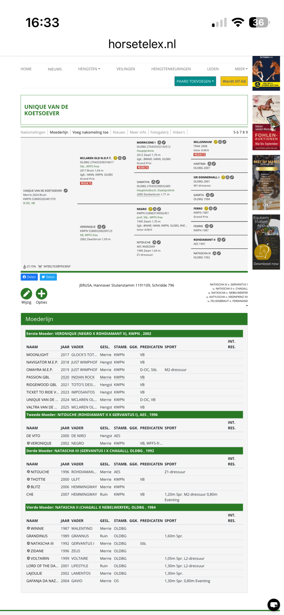漂亮的2岁迈凯伦母马