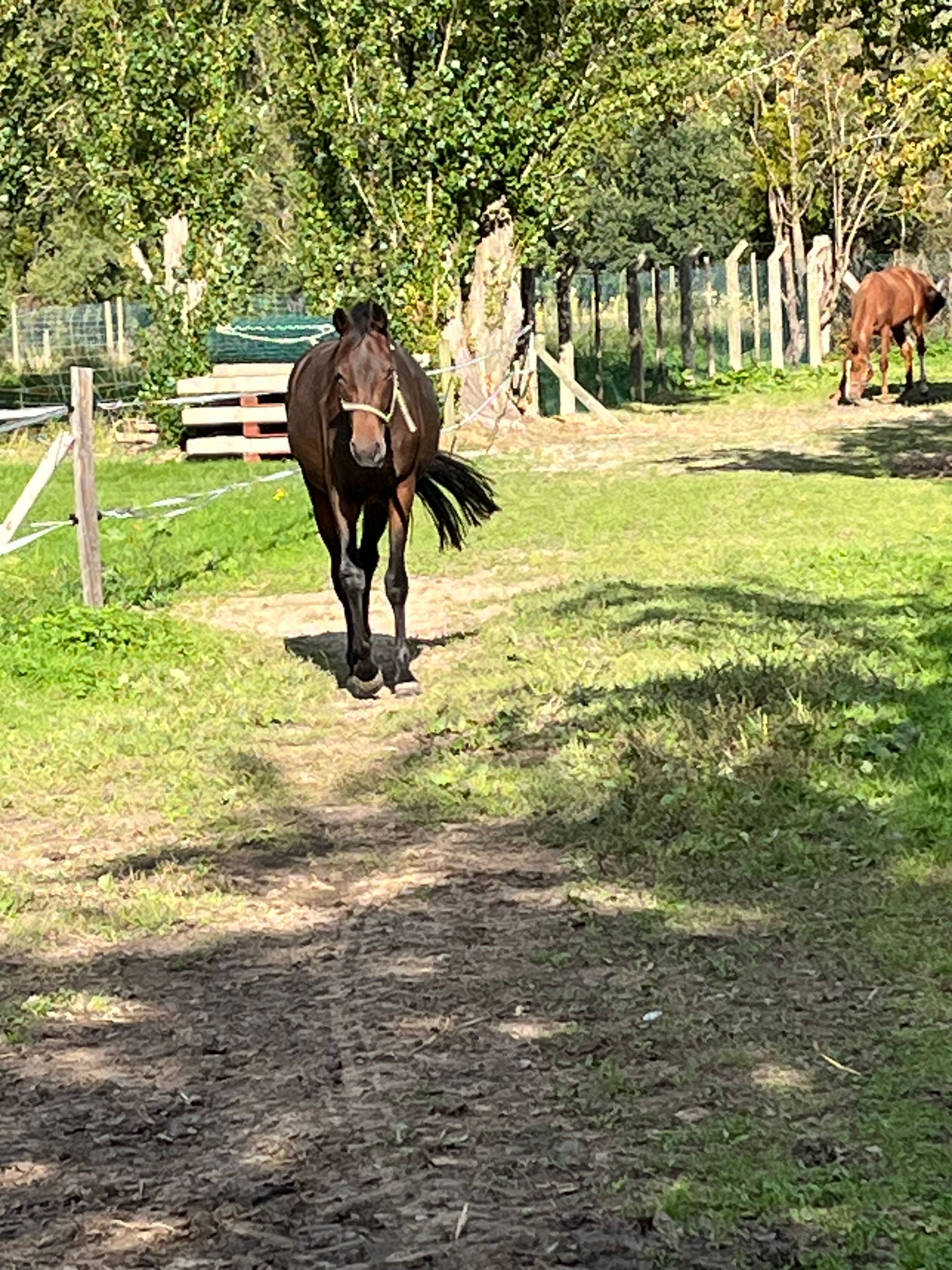 kwpn dressuurpaard merrie 2 år bruin till salu - Foto 5