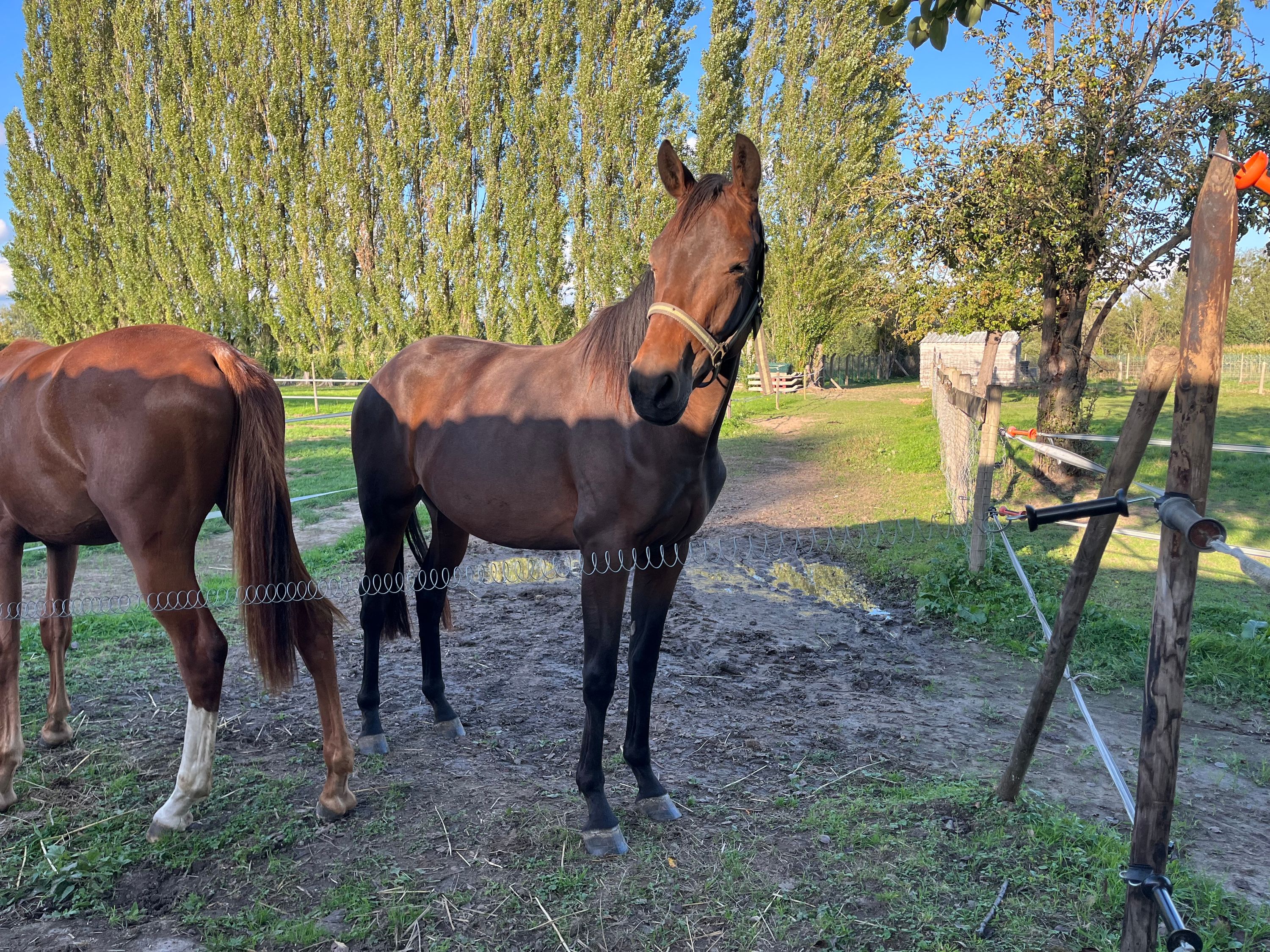 kwpn dressuurpaard merrie 2 år bruin till salu - Foto 3