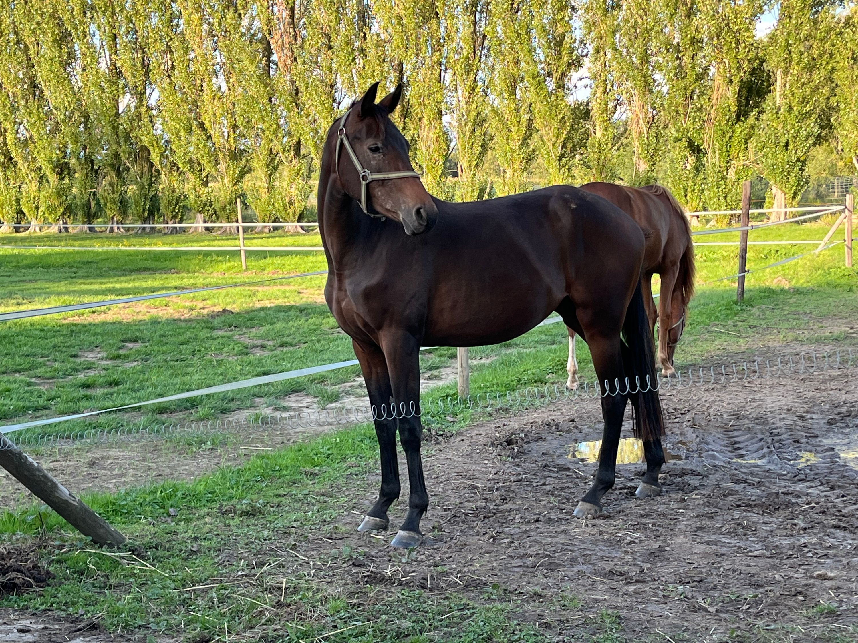 kwpn dressuurpaard merrie 2 år bruin till salu - Foto 2