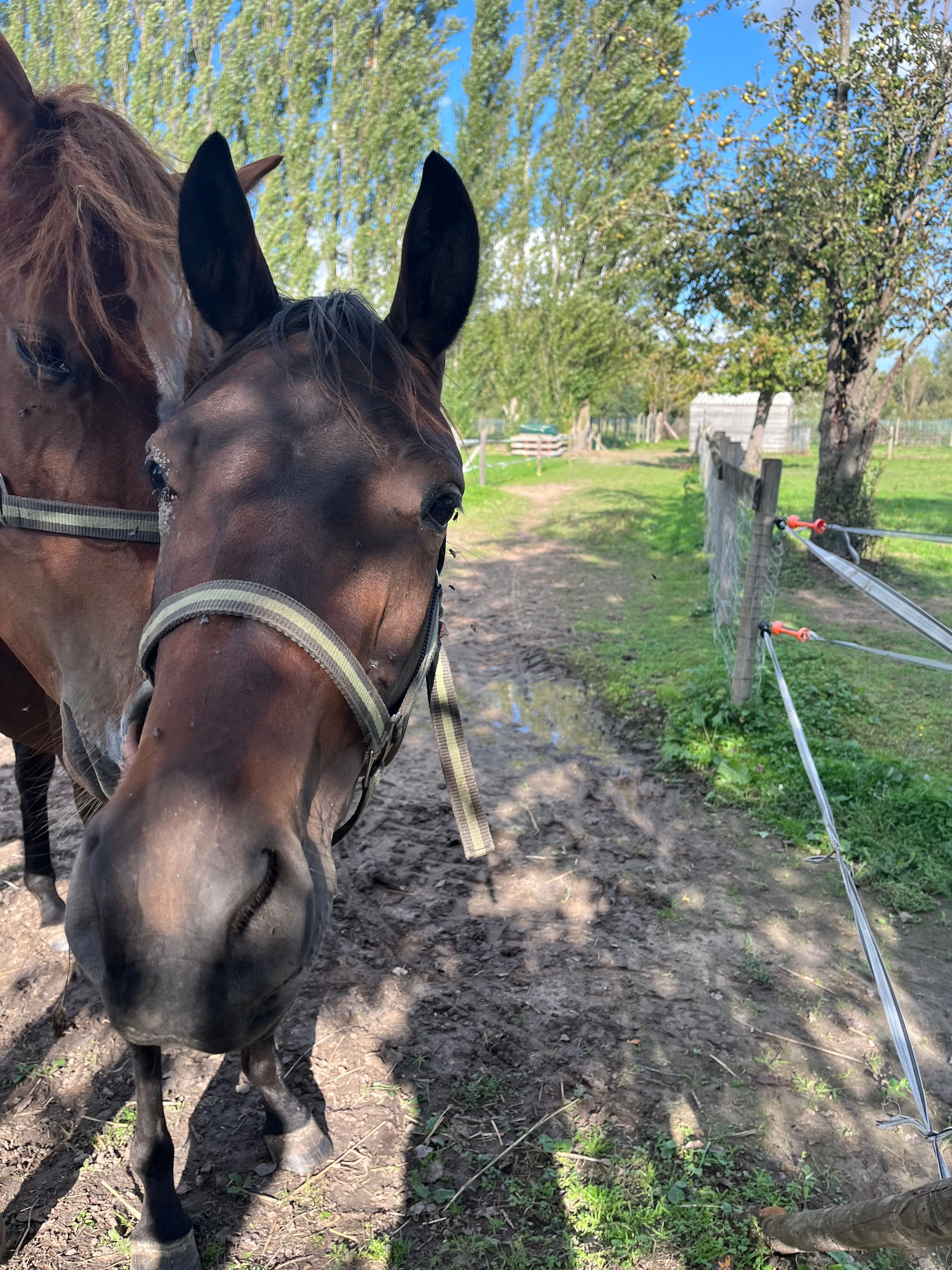 kwpn dressuurpaard merrie 2 år bruin till salu - Foto 4