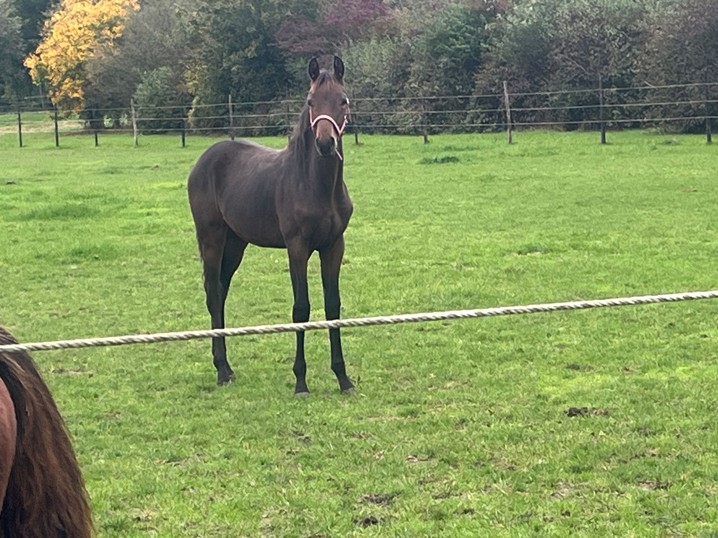 kwpn dressuurpaard merrie 2 år bruin till salu - Foto 6