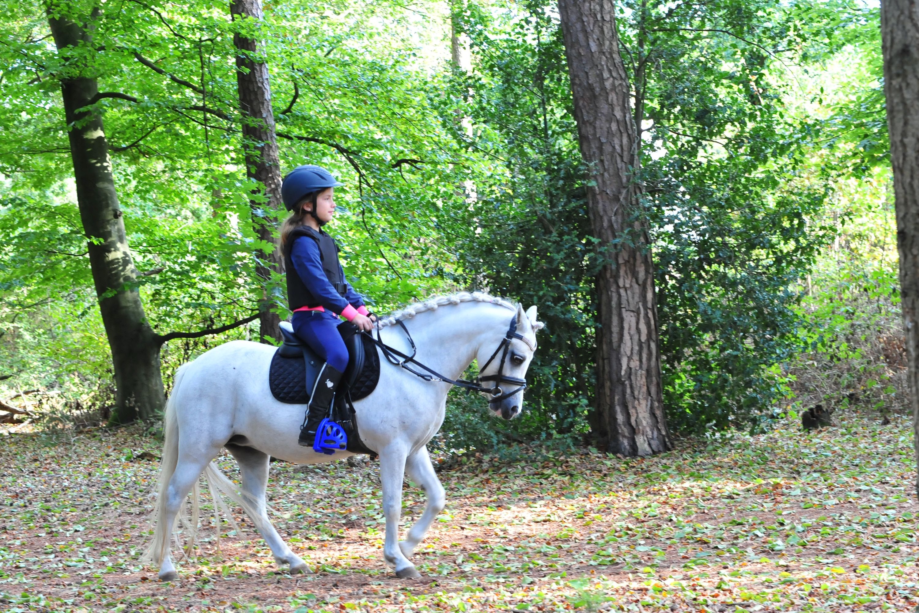 welsh andere merrie 4 years old schimmel for sale - Photo 2